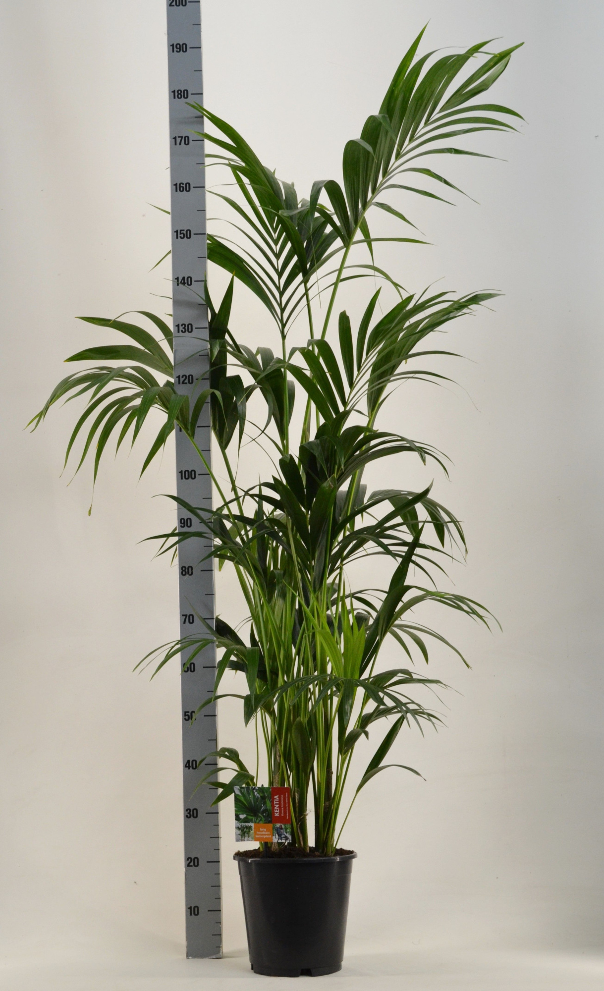 KENTIA - P24 H180 - 8PP - Air So Pure (Howea forsteriana), D 24 cm