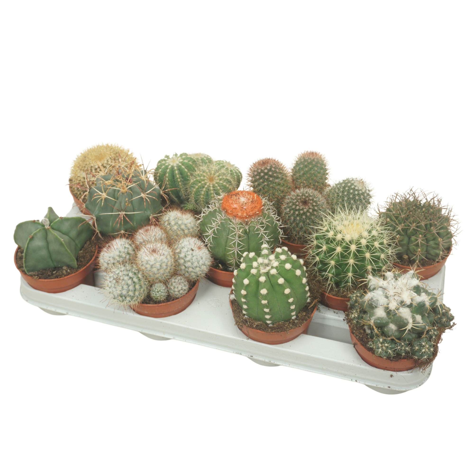 Bolcactus mix 10,5 cm, D 10,5 cm