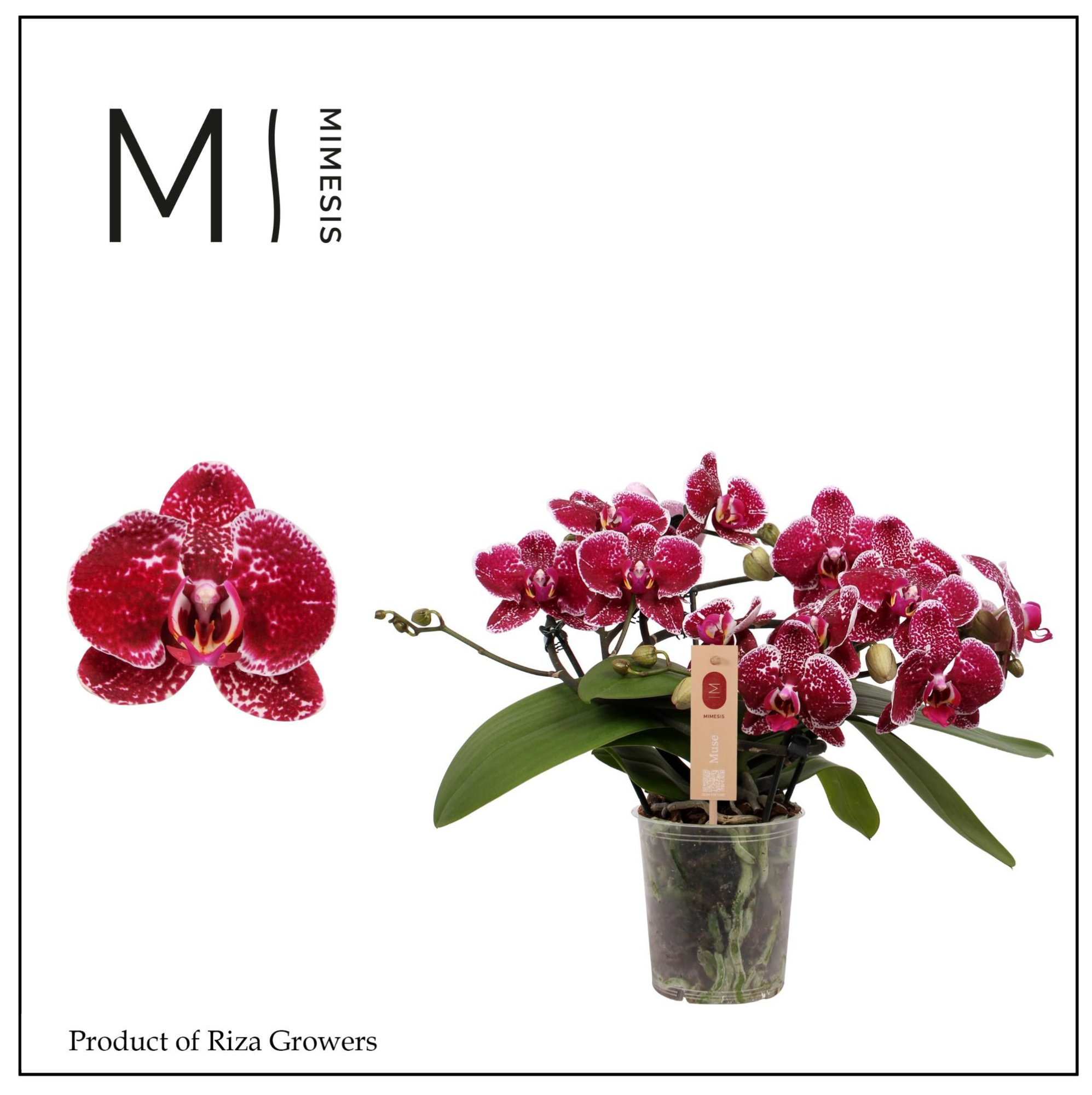 Phalaenopsis Muse Red 25+ - 12cm | Mimesis, D 12 cm