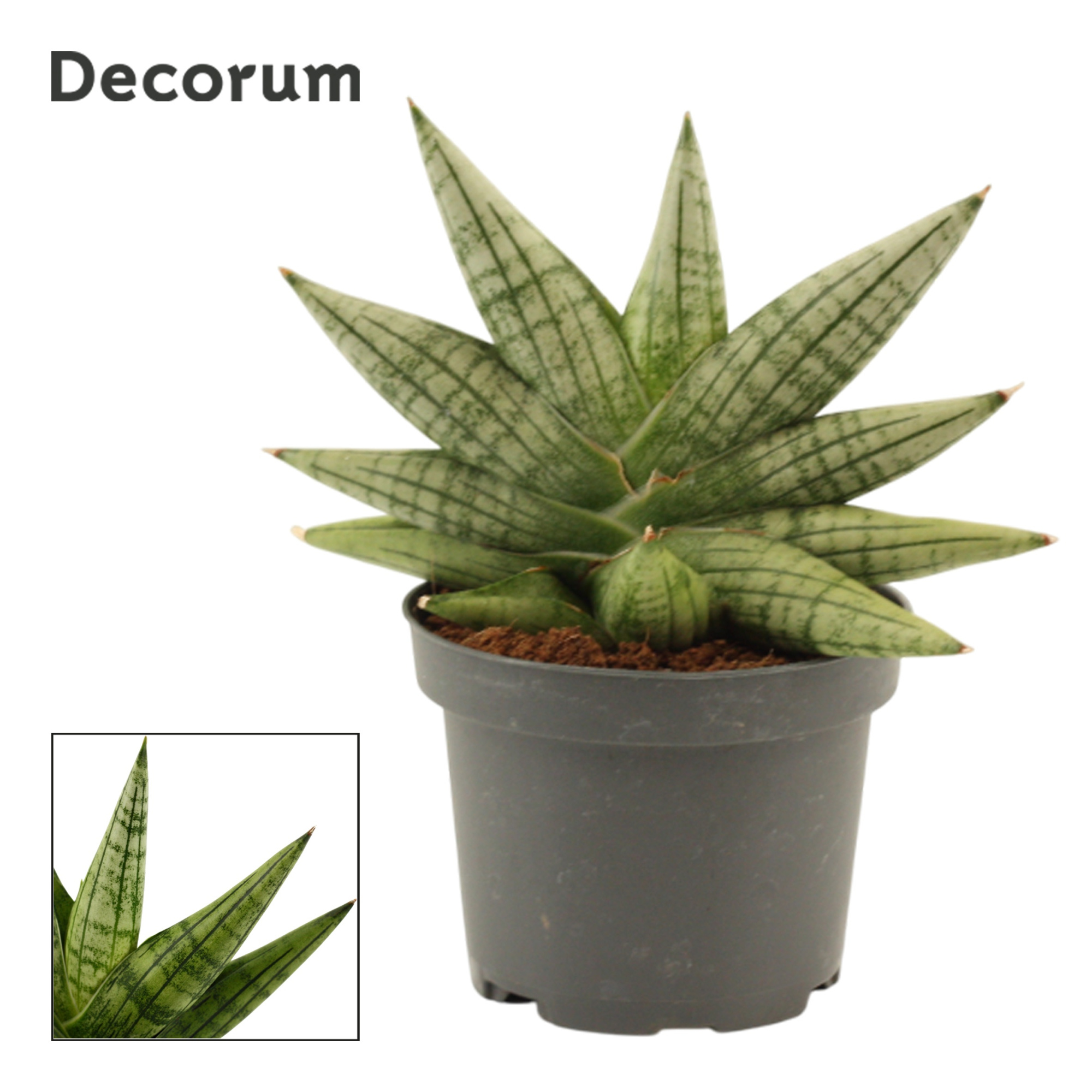 Sansevieria Yaya Fan 9 cm (Decorum), D 9 cm