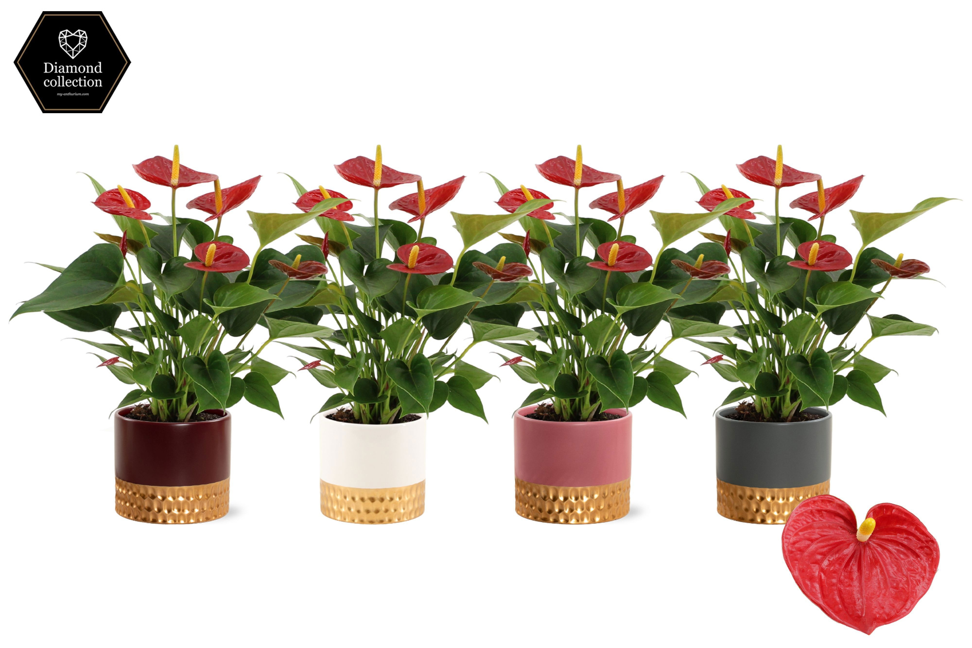 Anthurium 12 cm Diamond Red in Frederique ceramics, D 12