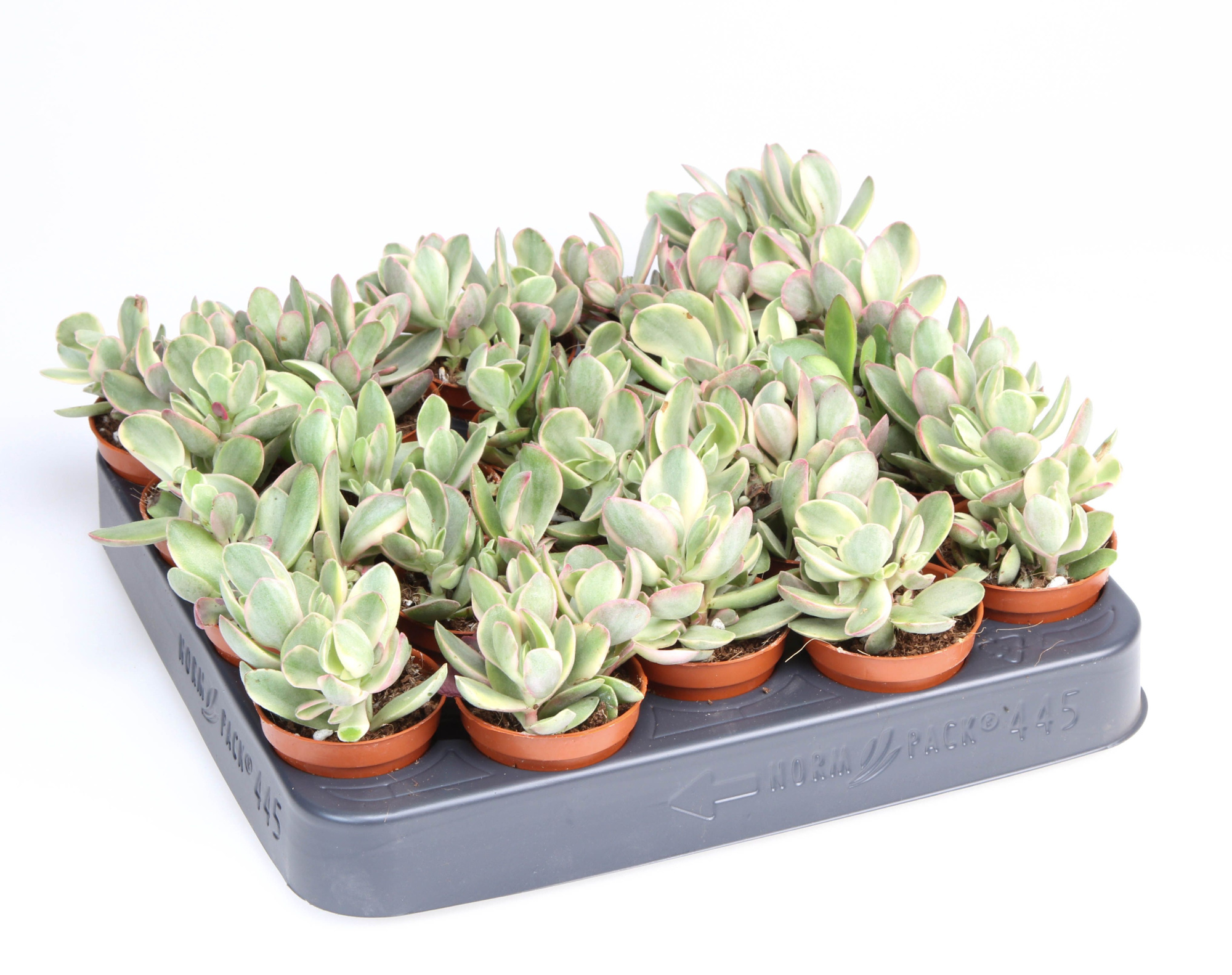 Crassula Moneymaker, D 5,5 cm