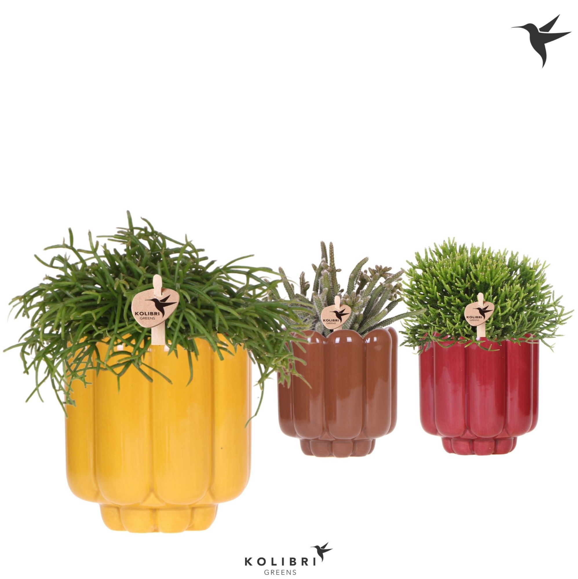 Kolibri Greens Rhipsalis mix in Retro pot yellow mix, D 9