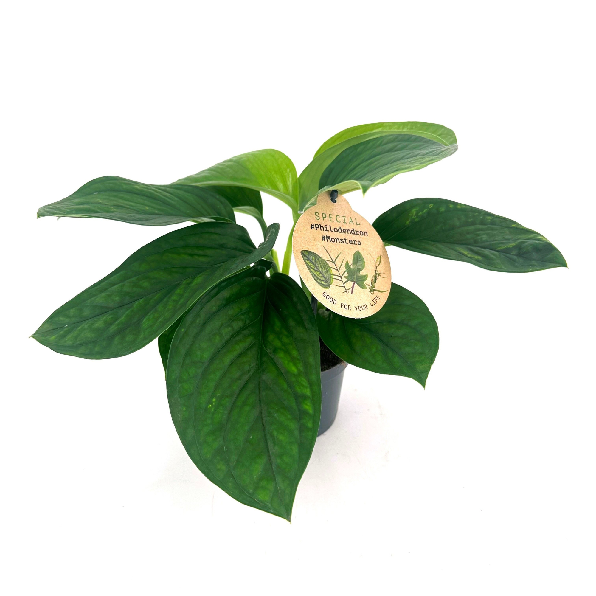 Monstera "Pinnatipartita", D 12 cm