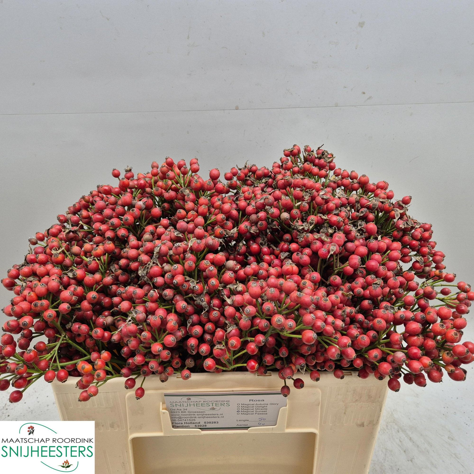 Рузботель Мэджикал Сансет 50, шт.