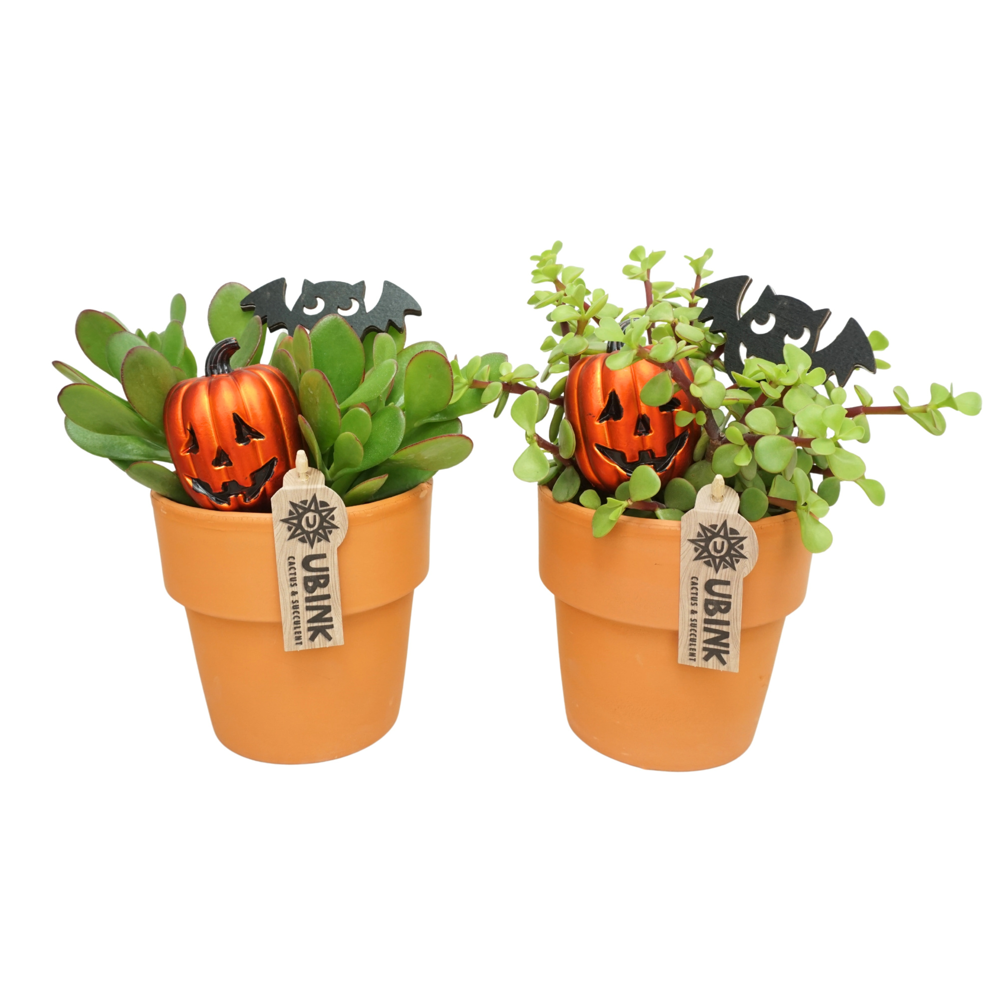 Crassula mix in 13 cm 'Terracotta Kraagpot' met Halloween bijstekers, D 12 cm
