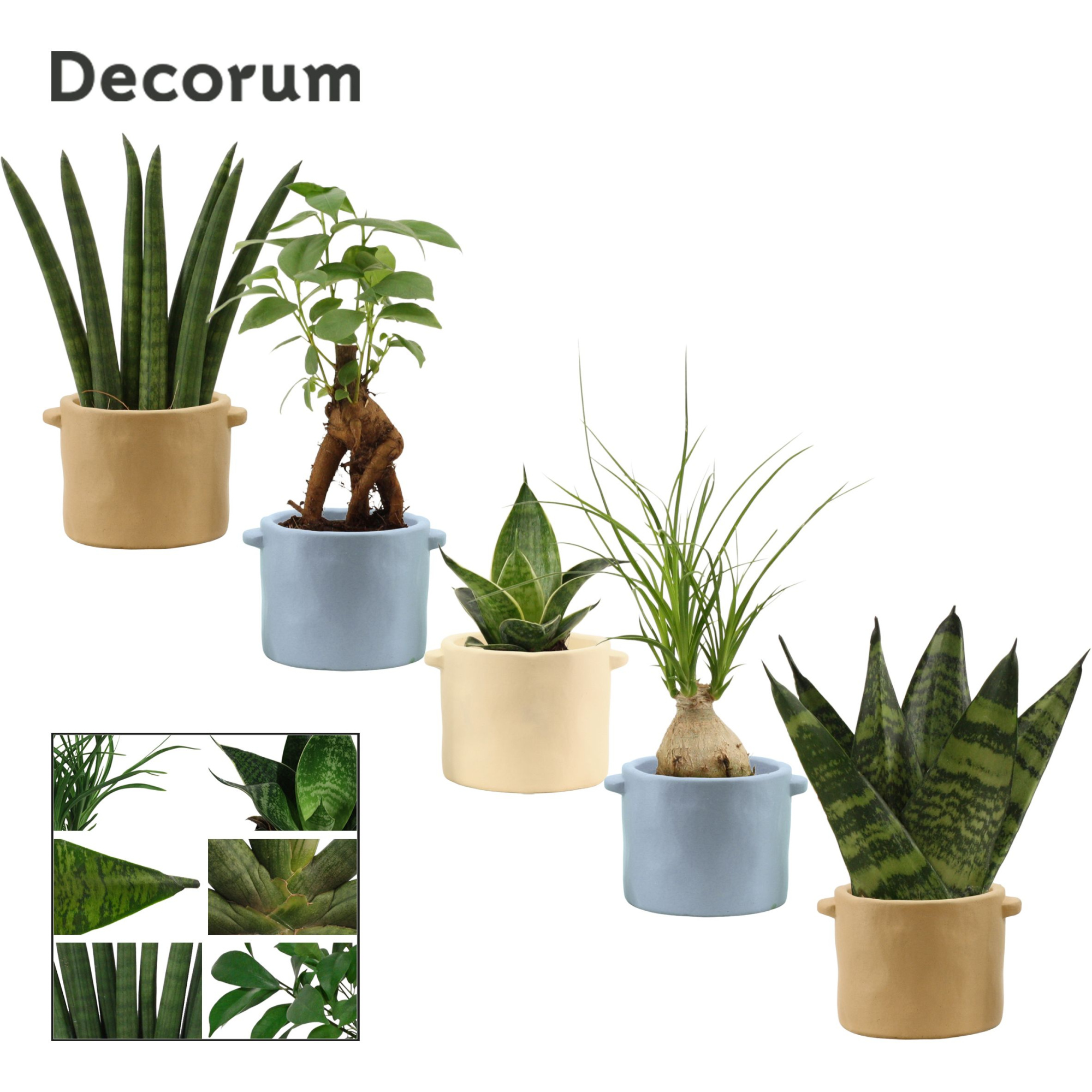 Groenmix mini in Charlotte (Nature world-collection), D 6 cm