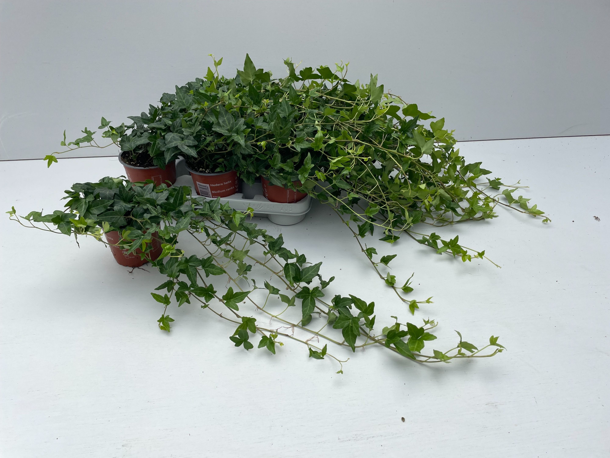 Hedera Shamrock Rank 35cm, D 12 cm
