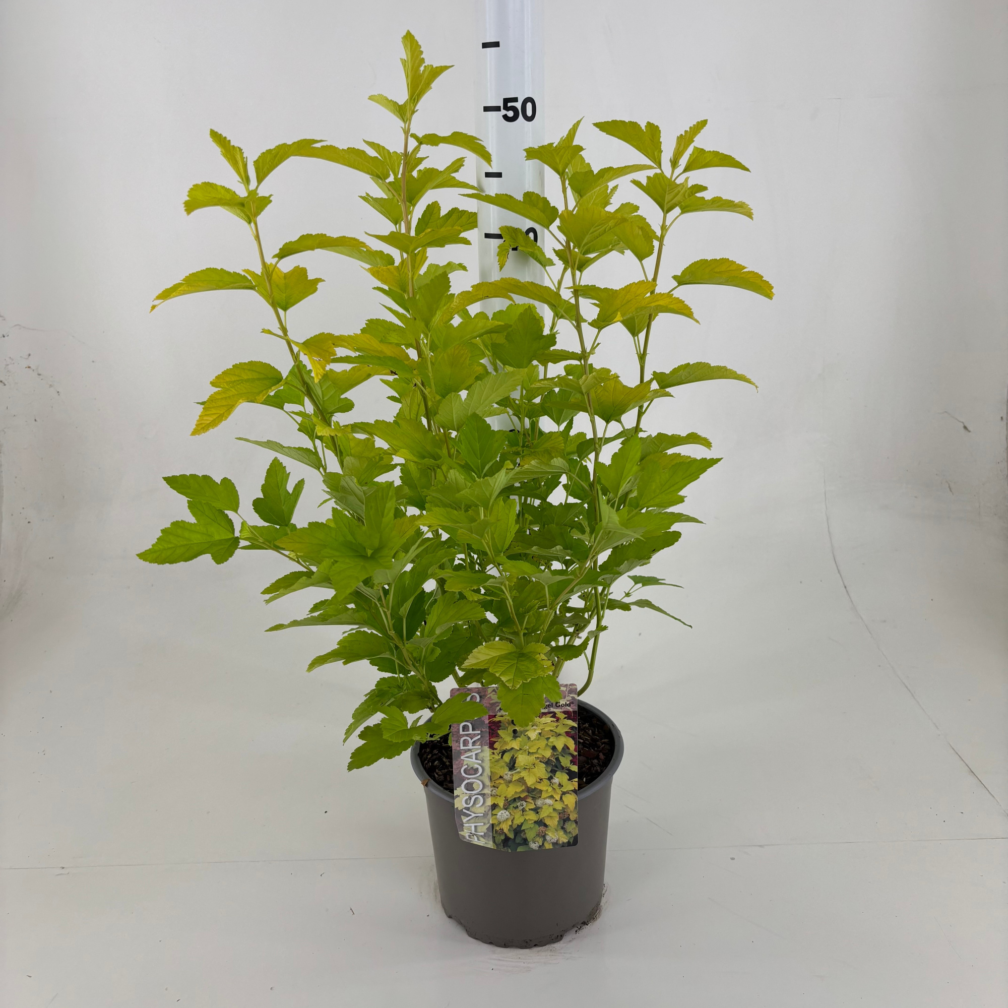 Physocarpus opulifolius 'Minange' Angel Gold ®, D 19 cm