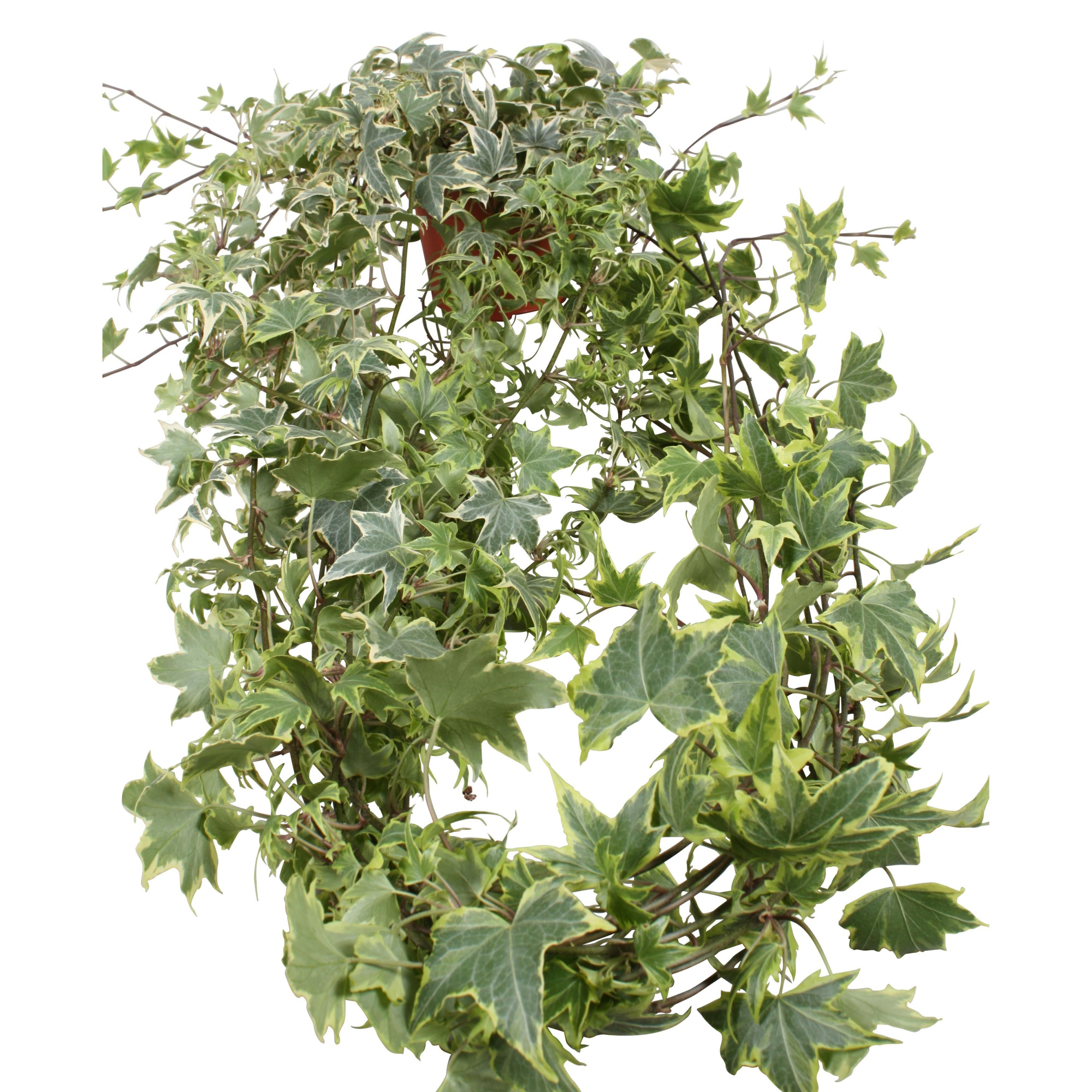 Hedera helix Yellow Ripple lange plant, D 13 cm