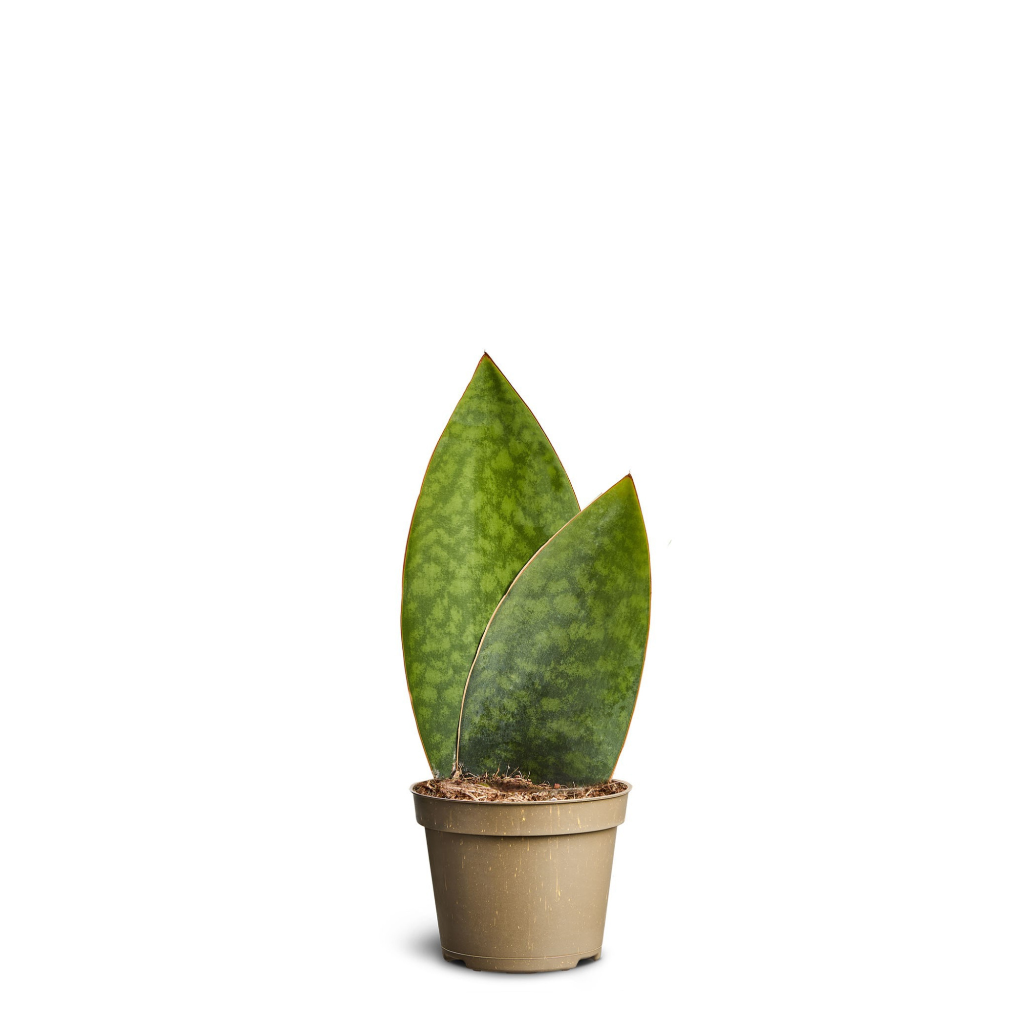 Sansevieria masoniana, D 6