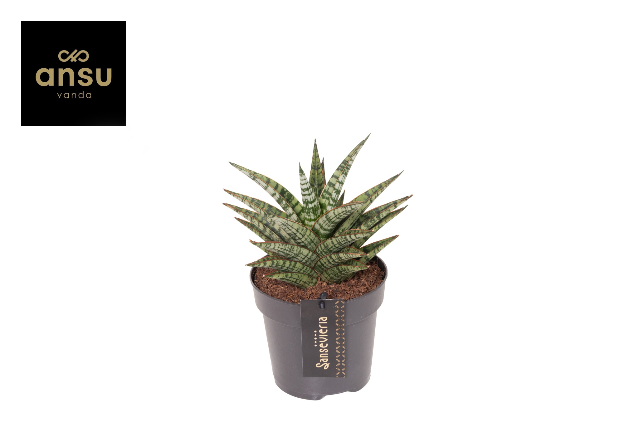 Sansevieria Comet Mini Queen No. 1, D 12