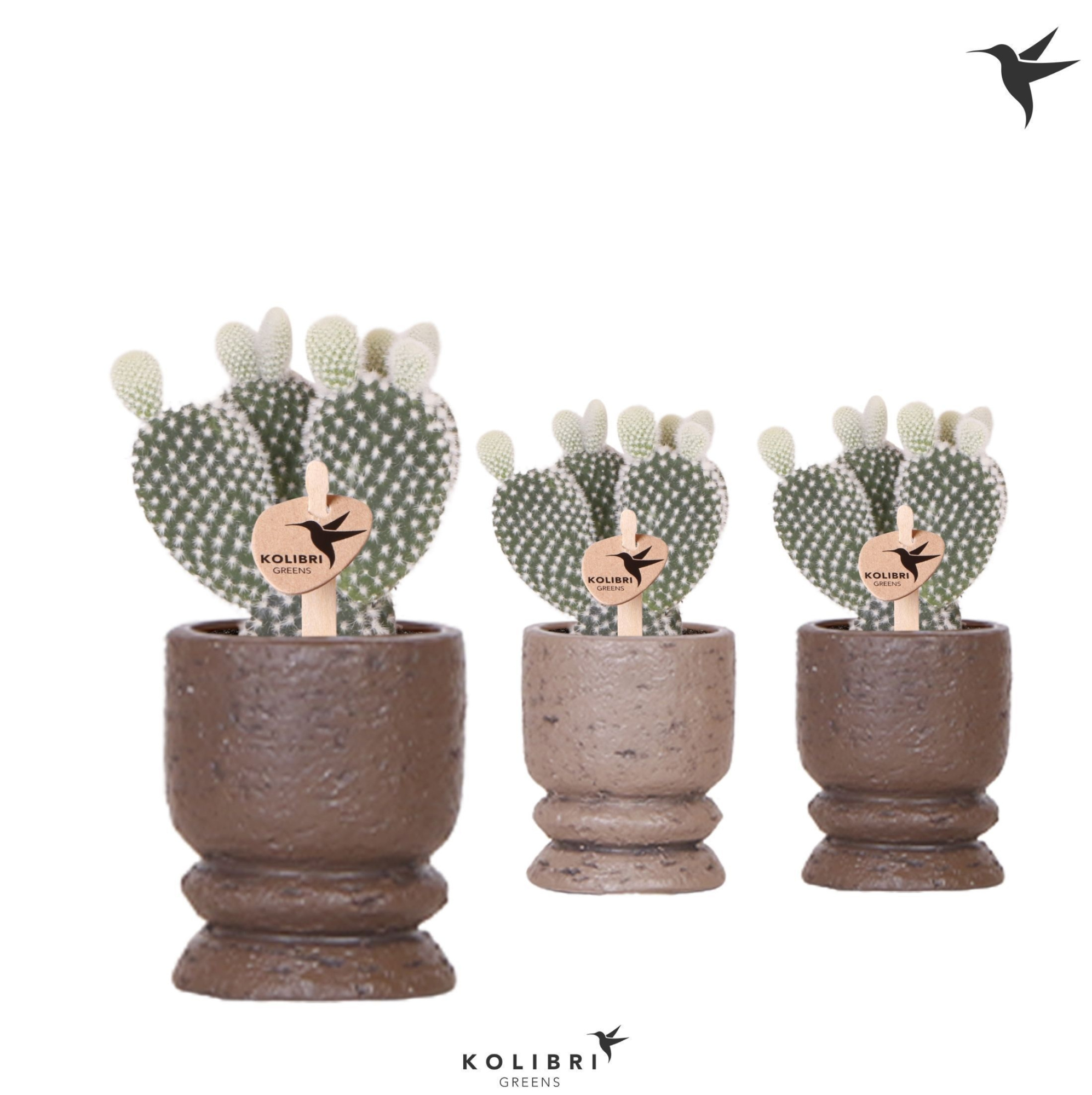 Kolibri Greens Opuntia white in Vintage pot brown, D 6 cm