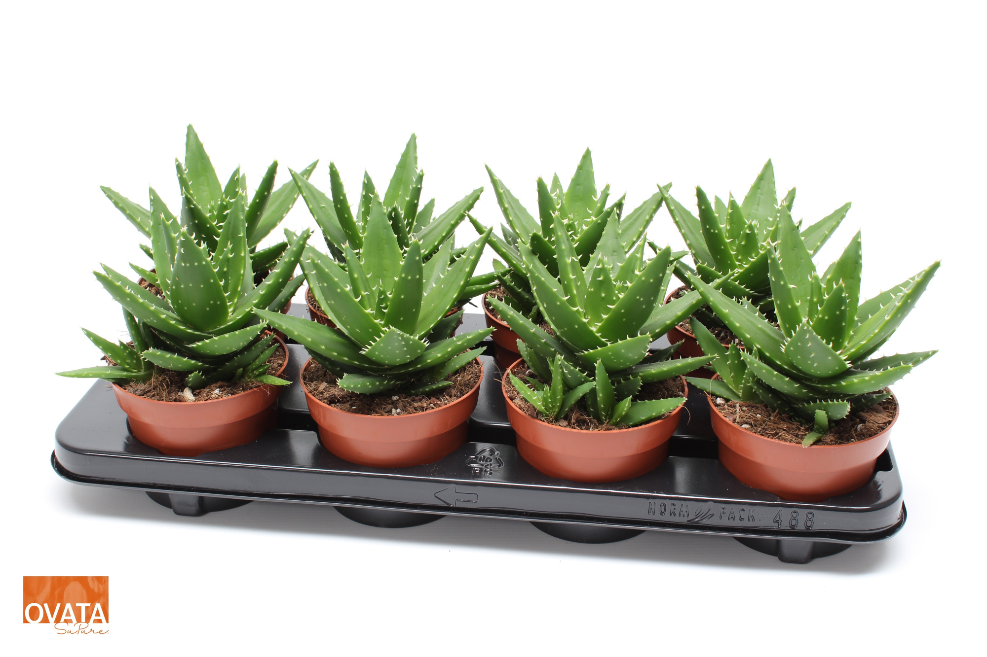 Aloe perfoliata 12 ROCKS, D 12 cm