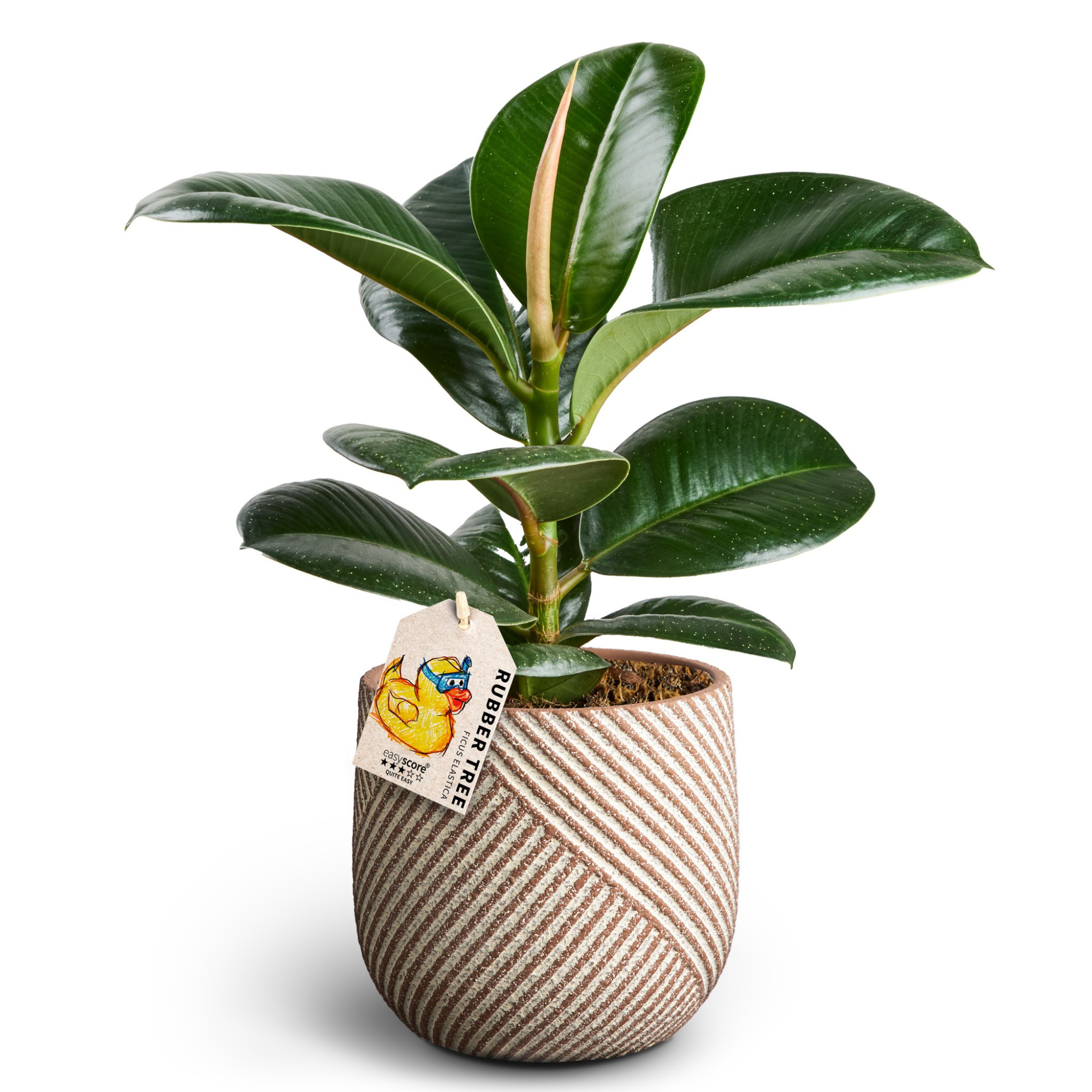 Grove Nougat, Ficus elastica 'Sofia', D 7 cm