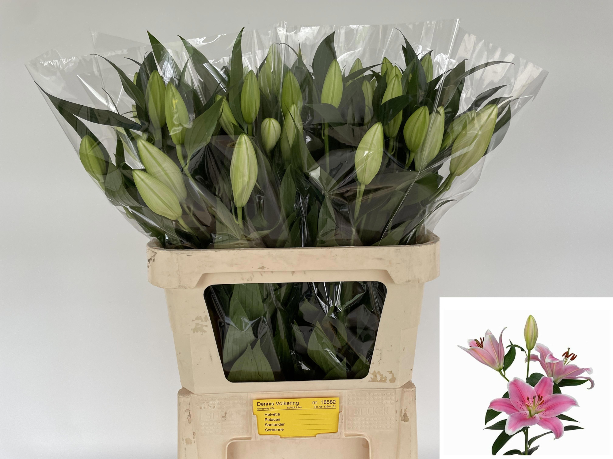 Лилия Сорбонне 80, шт.