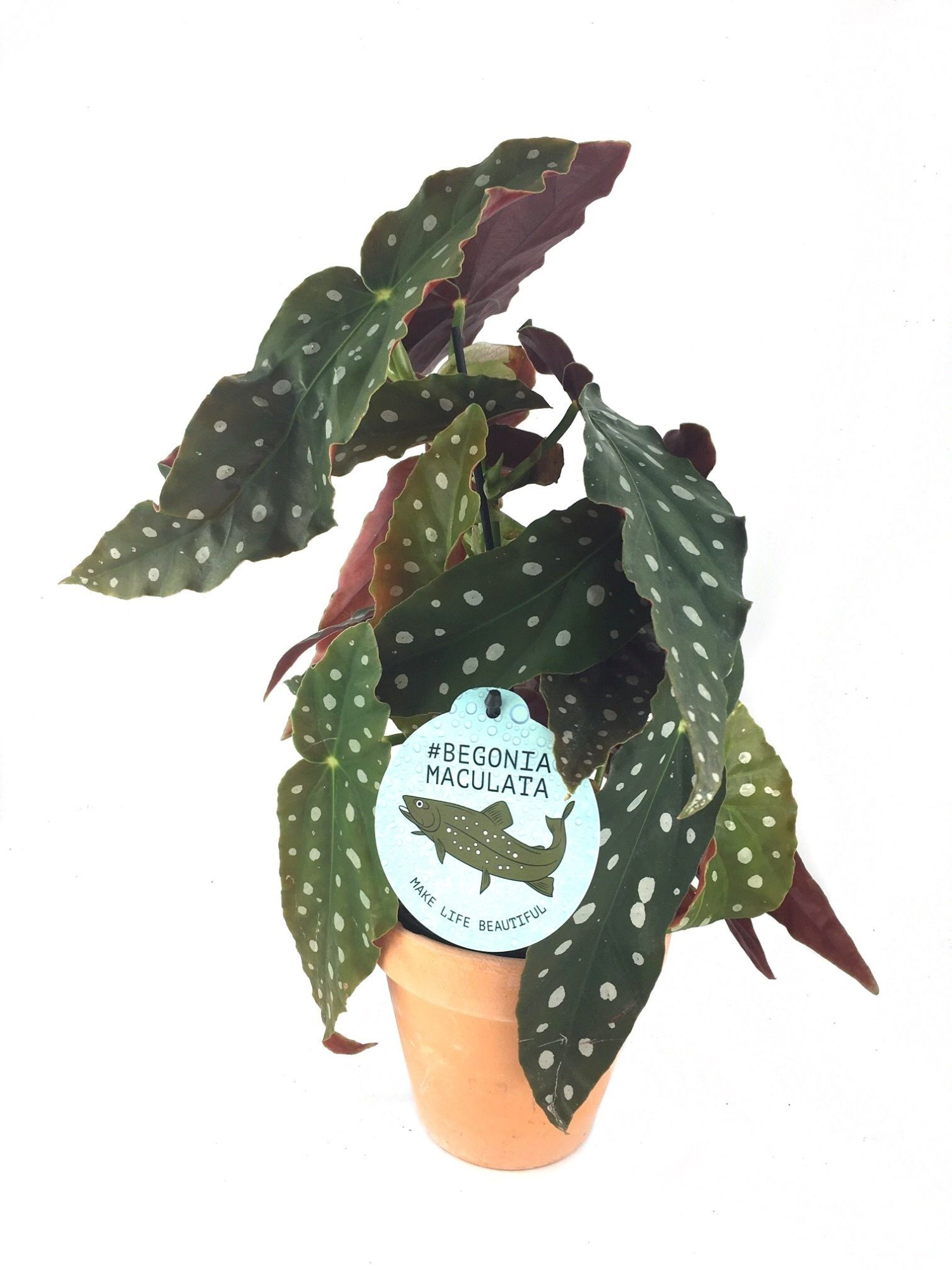 Begonia WINGS Maculata - w/claypot, D 13 cm