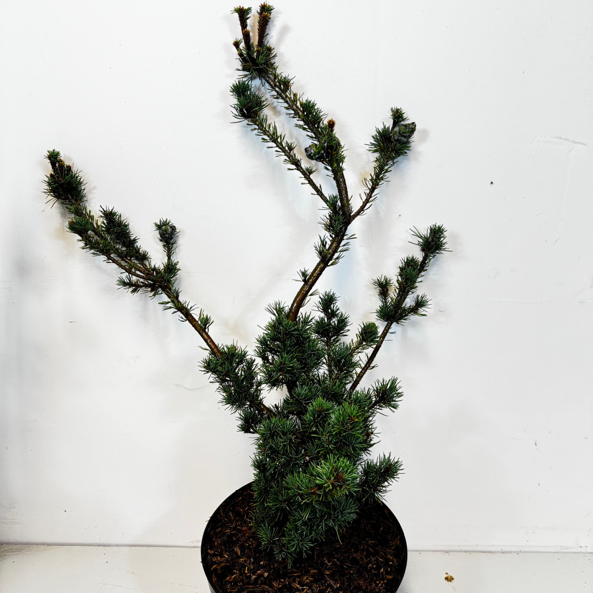 Pinus parviflora 'Kokonoe', D 26
