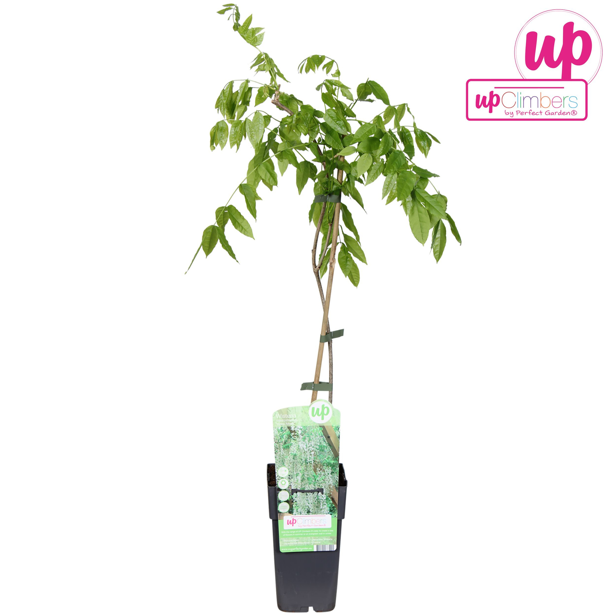 Wisteria macrostachya 'Clara Mack' P15, D 15 cm