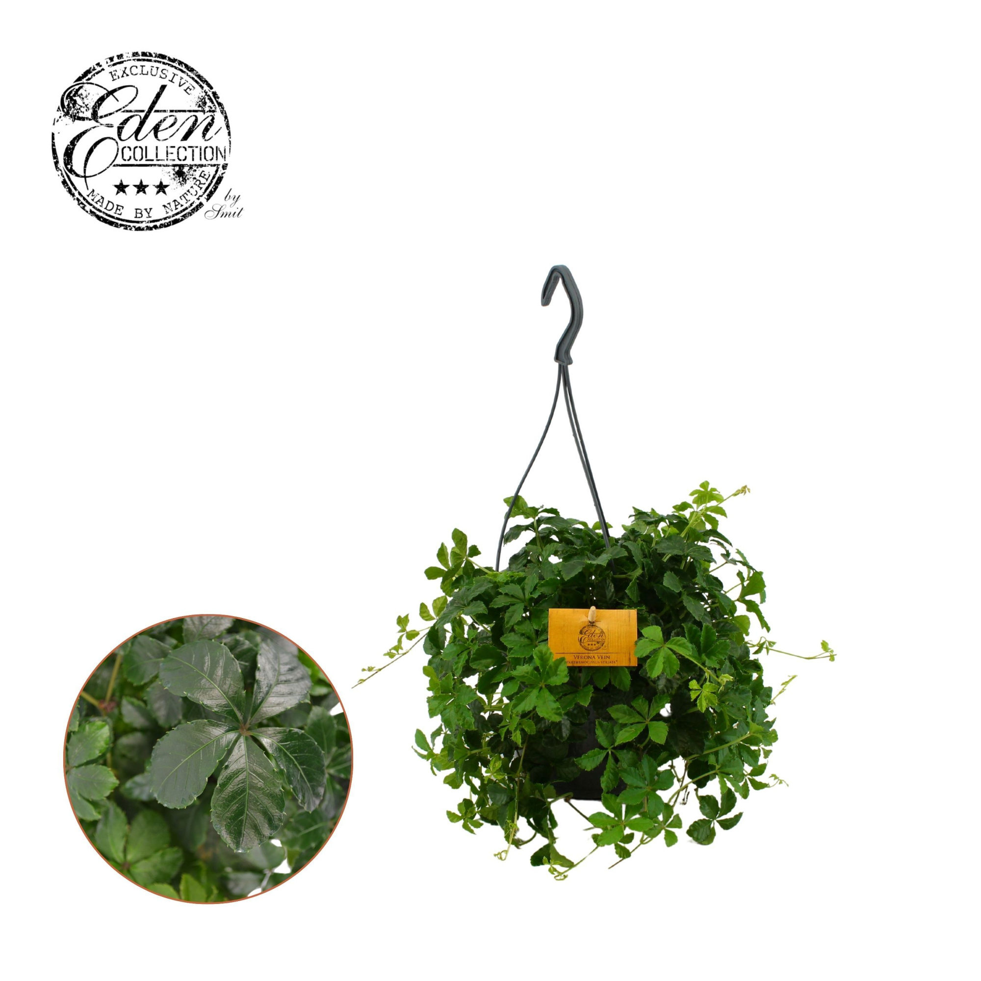 Parthenocissus Striatha 15cm HP, D 15