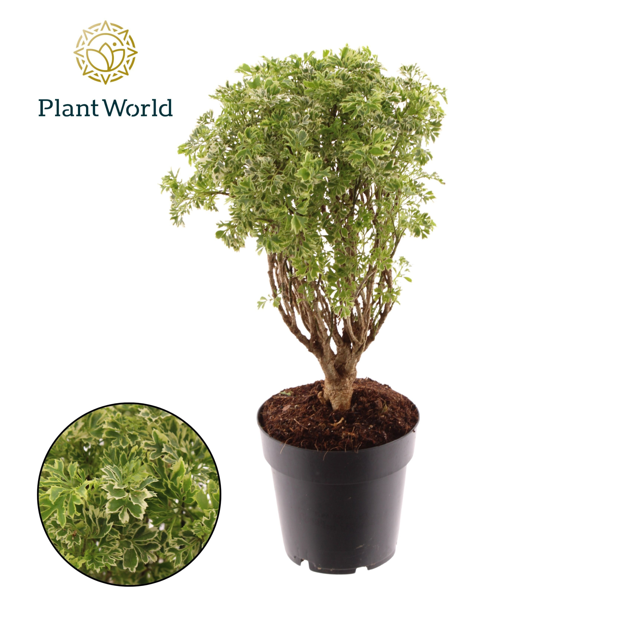 Polyscias Hawaiiana Ming Gold Bonsai, D 14