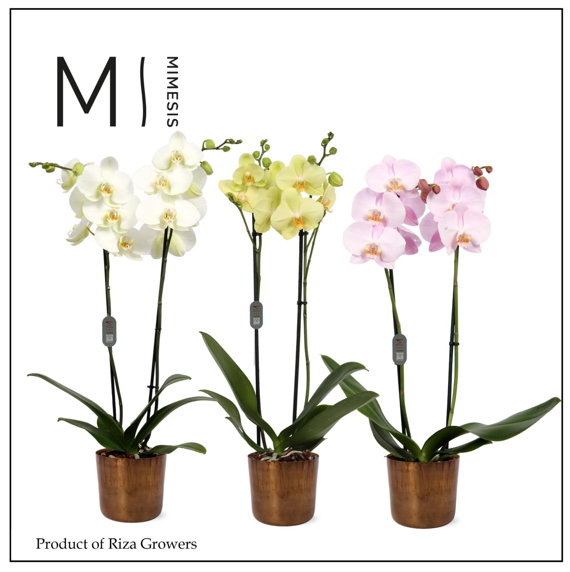 Phalaenopsis Mix 2 spike - 12cm in Jess Old Camel Metal | Mimesis, D 12 cm