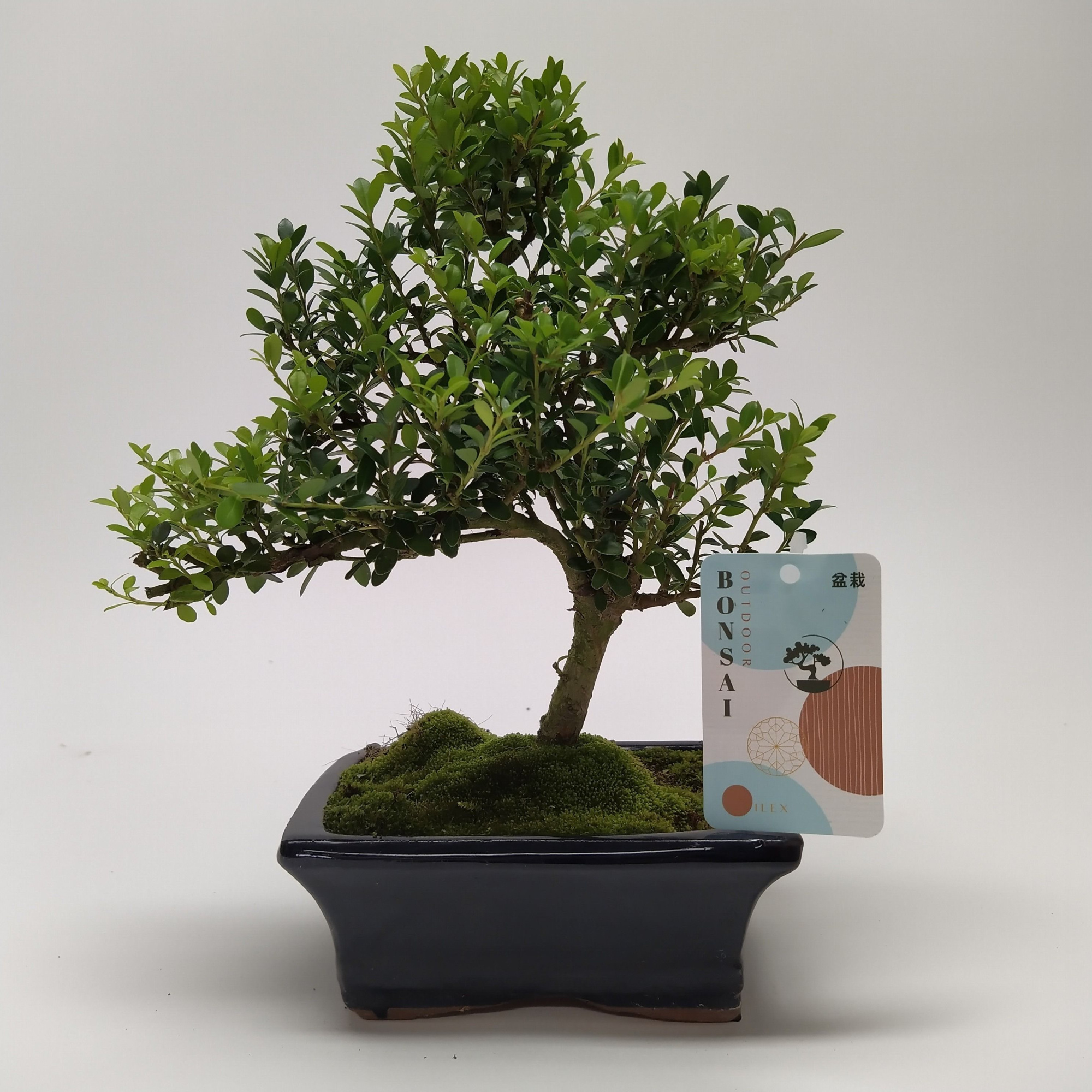 Ilex Outdoor Bonsai 15 cm, D 15 cm