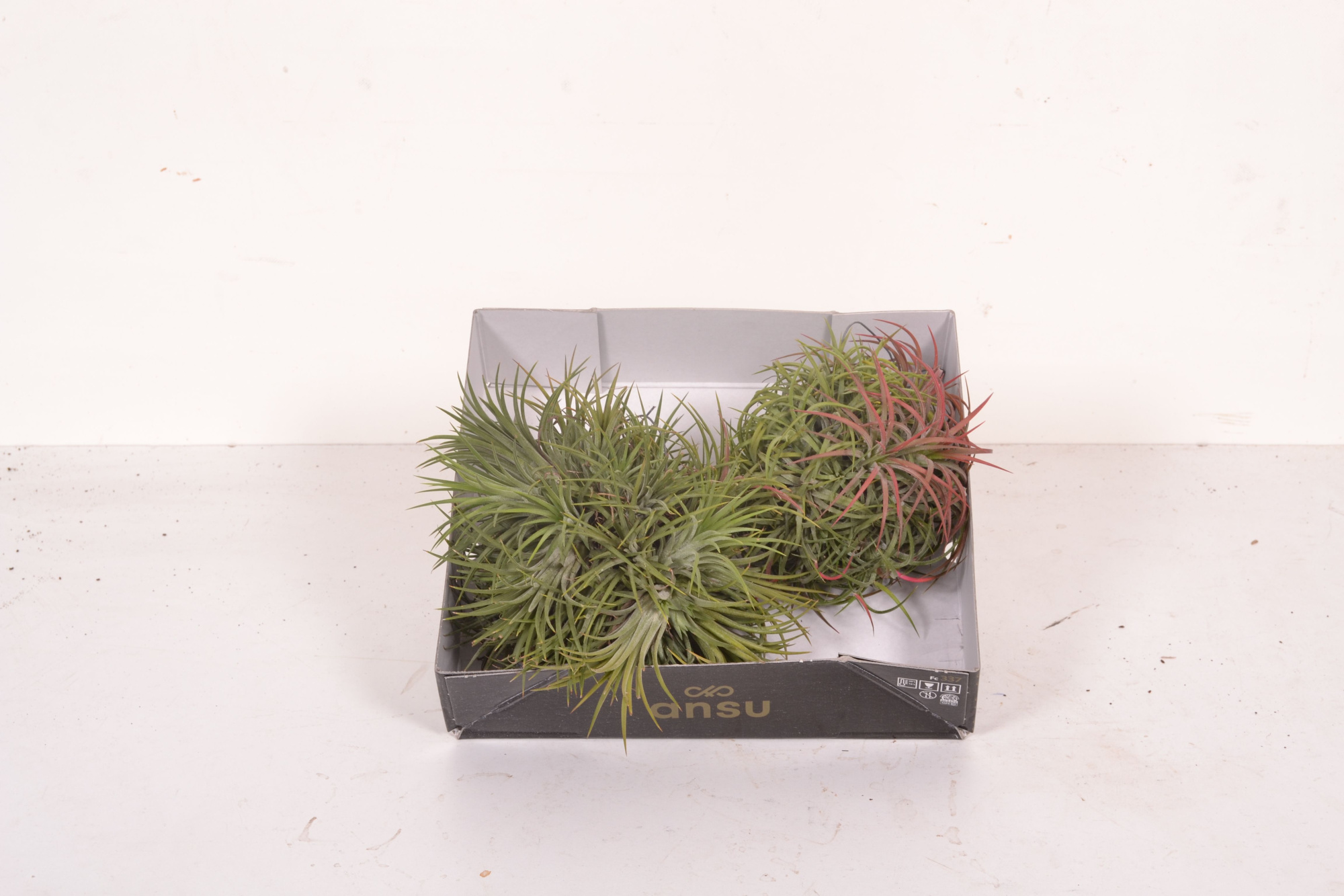 Tillandsia Magic Ball (XL), D 10 cm