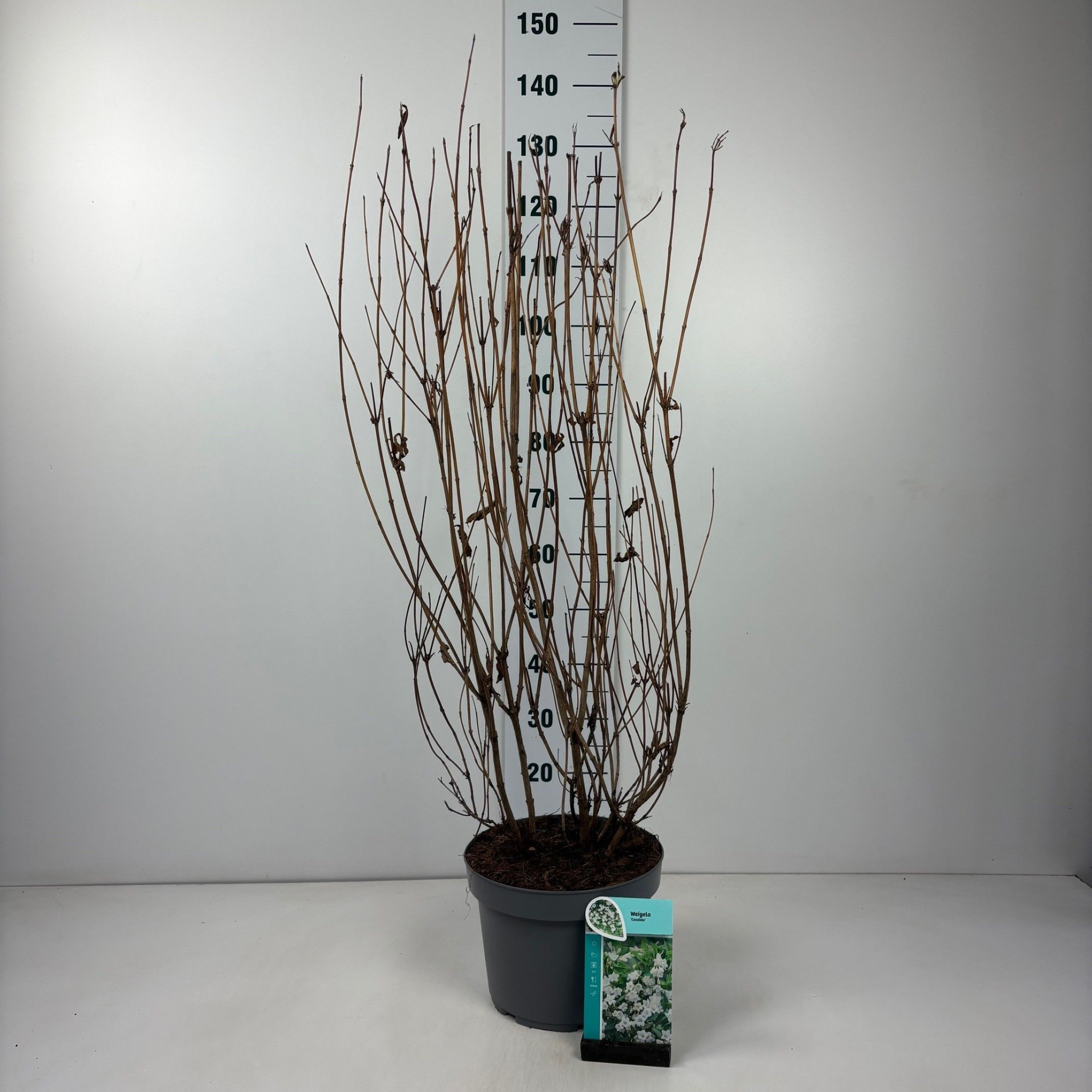 Weigela Candida, D 29