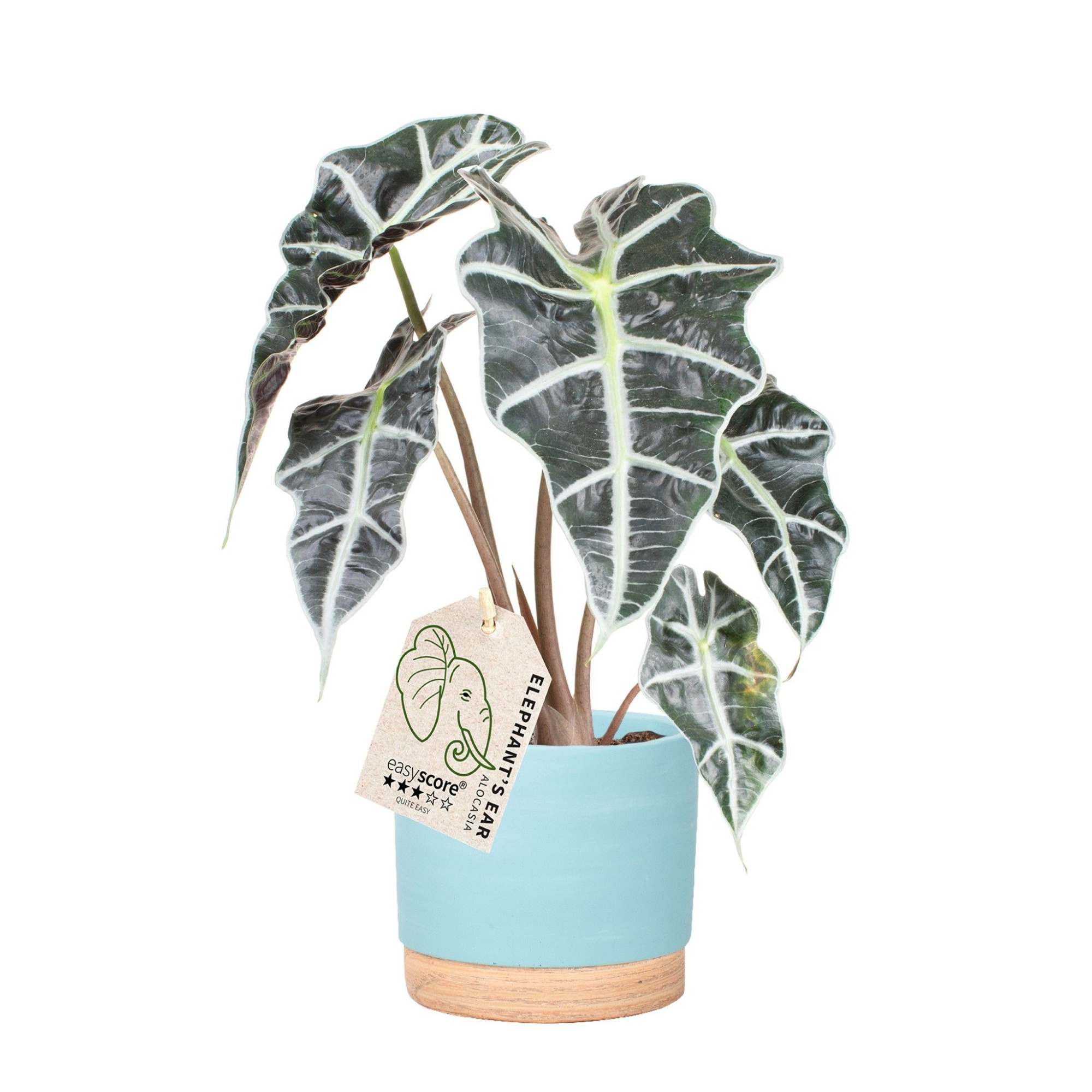 Woodbase Sky Blue, Alocasia ´Dwarf Amazonica´, D 12