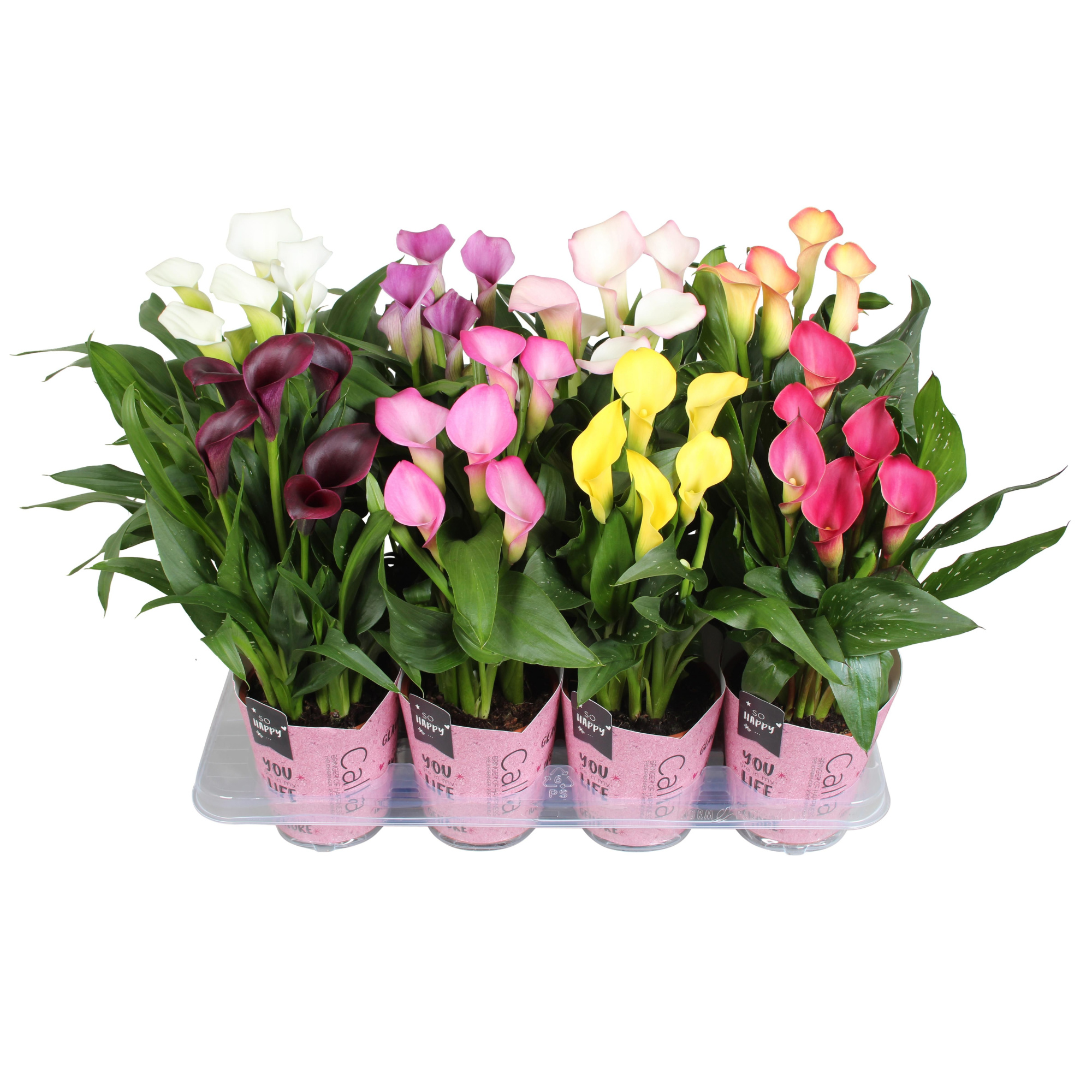 Zantedeschia gemengd SoHappyCalla mix met roze gift potcover, D 13