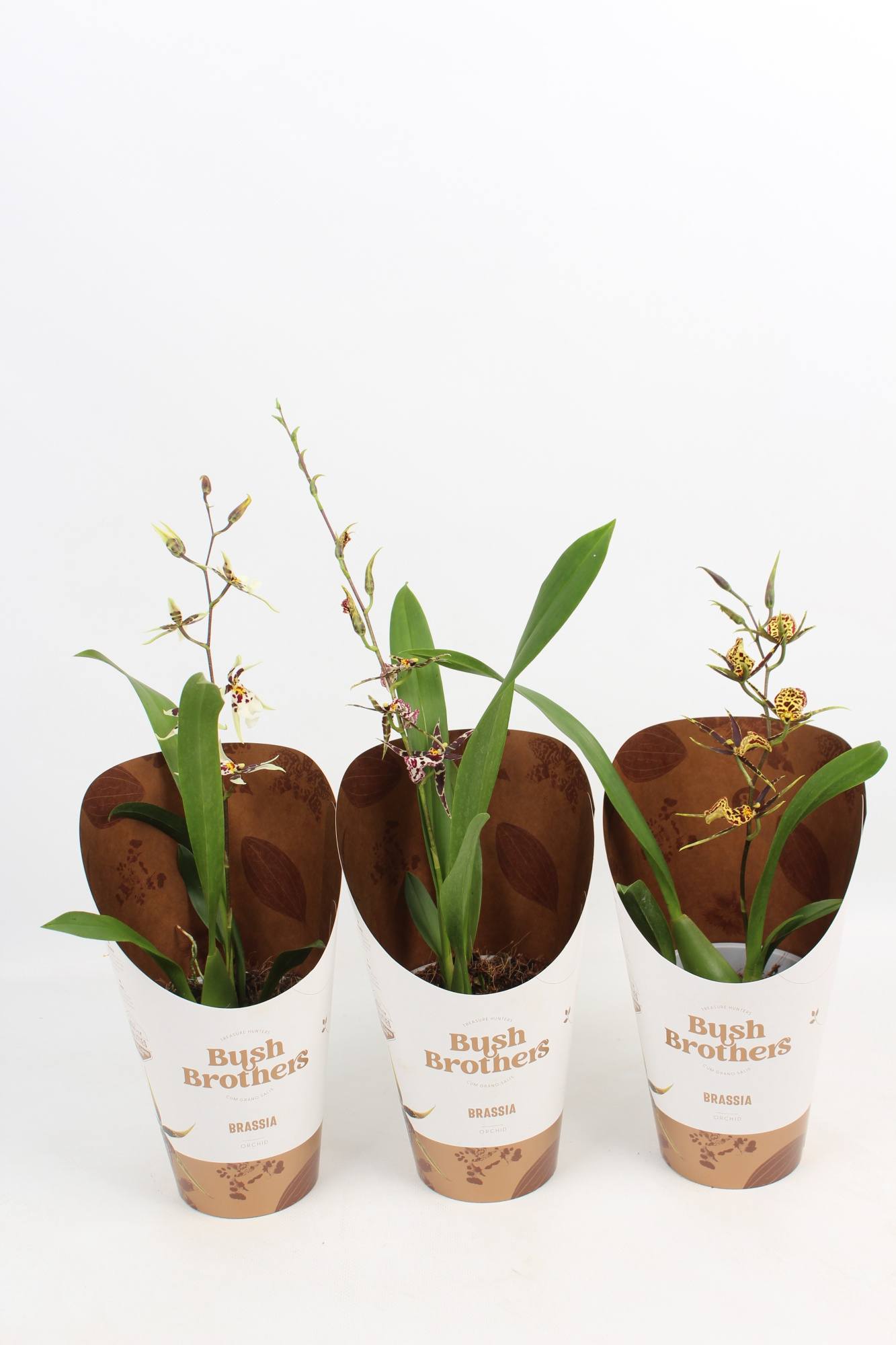 Titanium A1 kort 12 cm, D 12