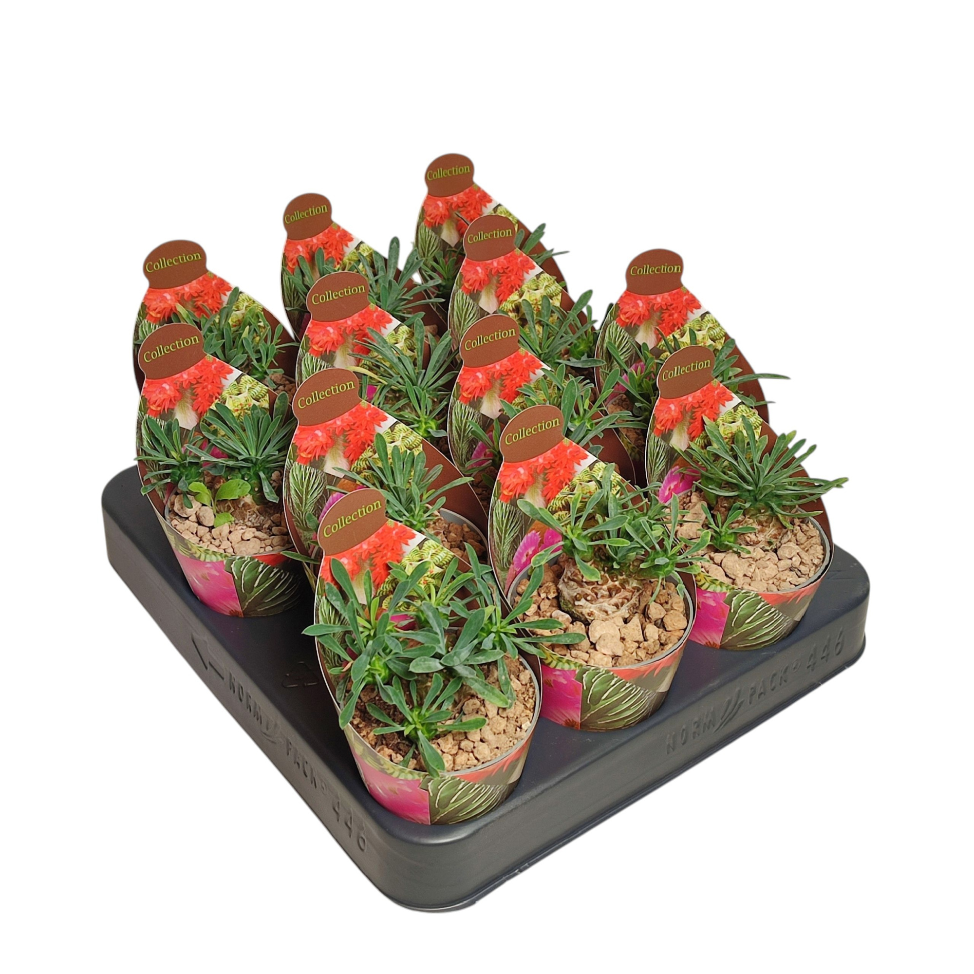 EUPHORBIA JAPONICA - POT Ø 6,5 - COLLECTION WITH POTCOVER (CACTUS), D 6,5 cm