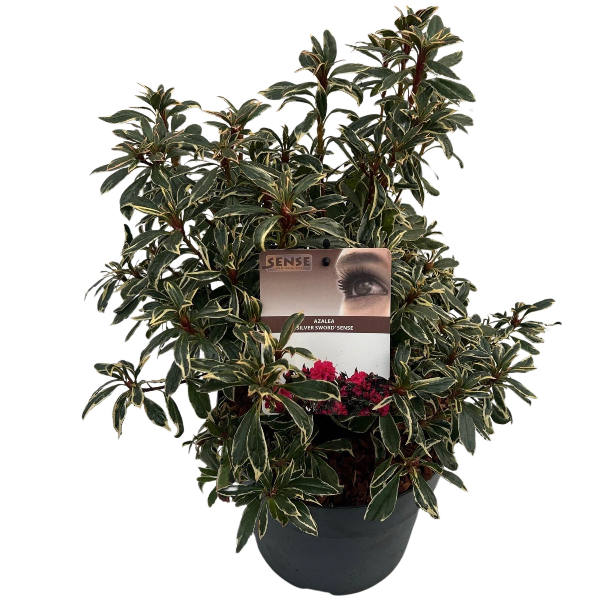 Rhododendron Azalea 'Silver Sword' sense, D 23