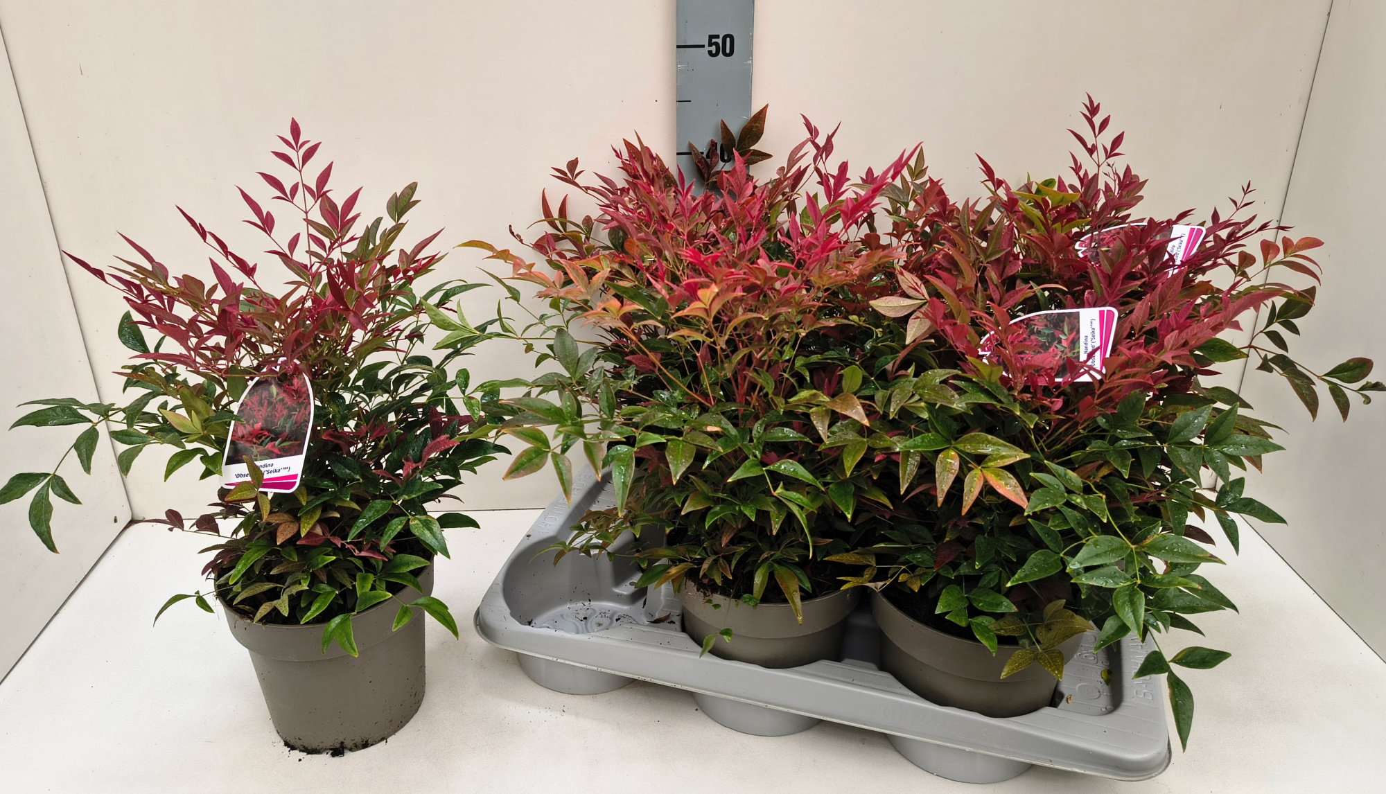 Nandina Obsessed 17T, D 17 cm