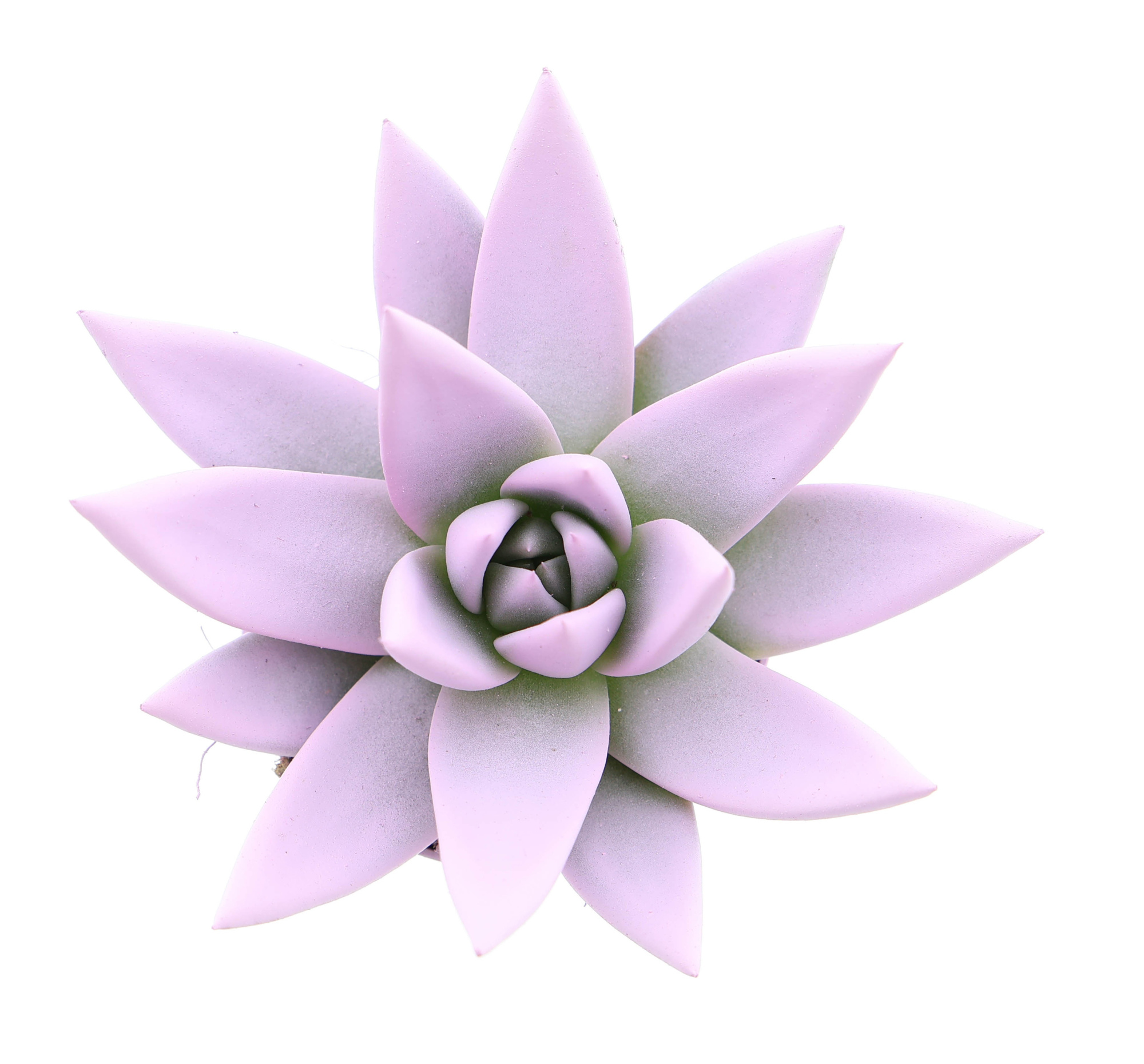 Rainbow baby pink, D 6