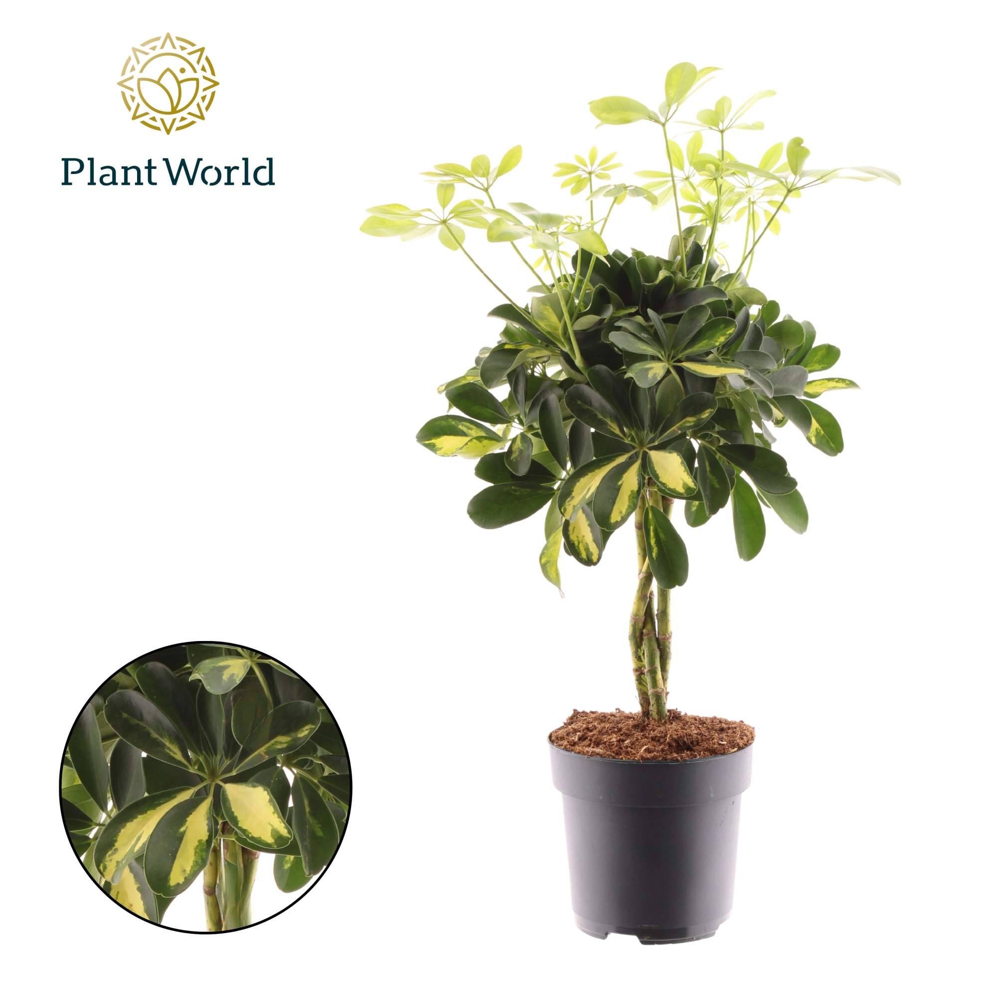 Schefflera Gold Capella vlecht, D 17 cm