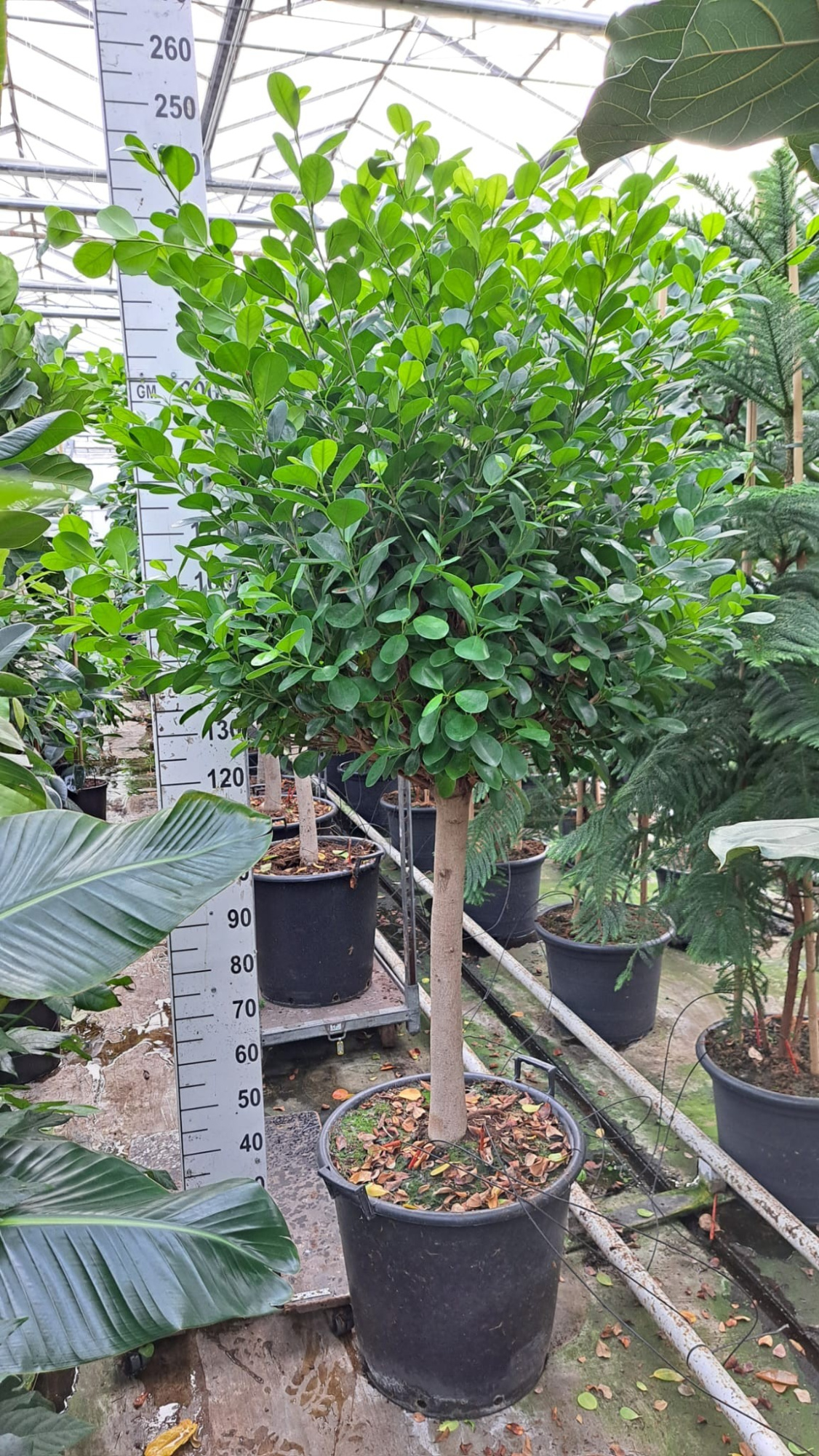 Ficus Microcarpa Moclame stam, D 45 cm