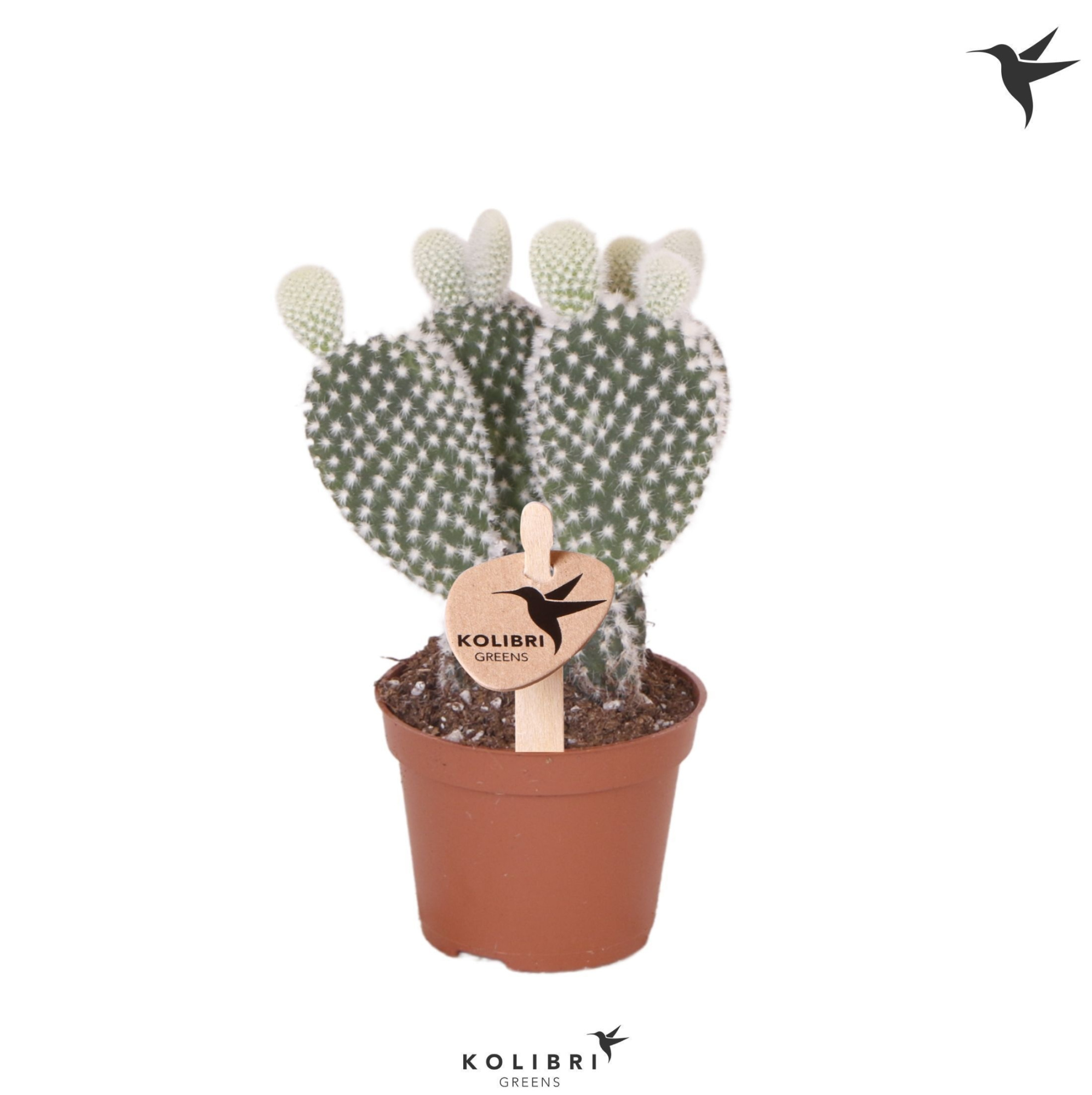 Kolibri Greens Opuntia white, D 6 cm