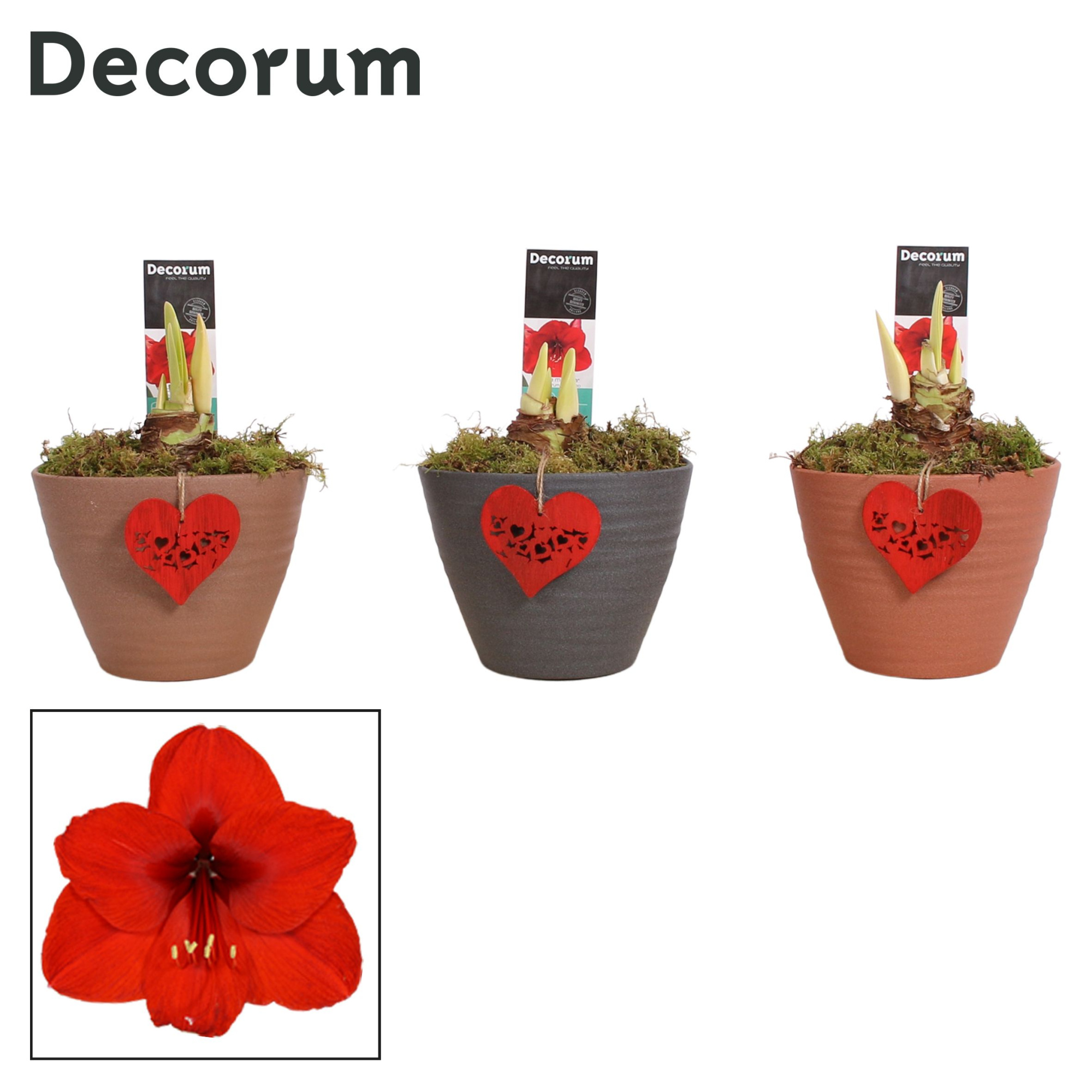 Amaryllis Rood 2 Knop in Ompot Kaja LOVE (Decorum), D 12 cm