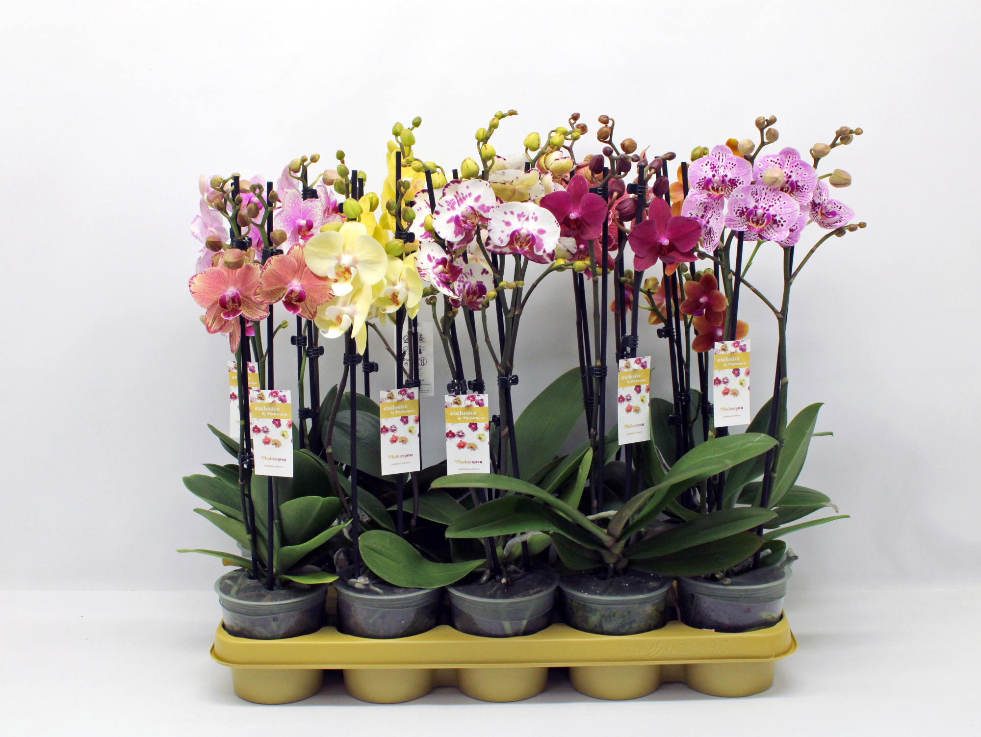 Gemengd 2-tak 50cm (GROEN), D 12 cm