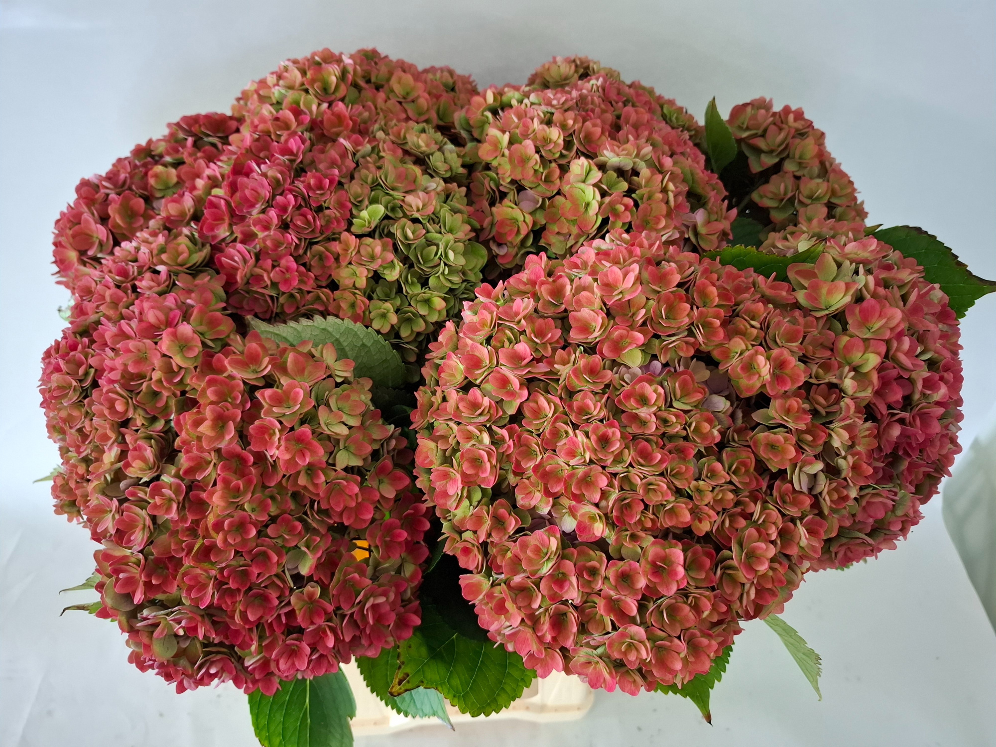 Гортензия Роял Кисс Классик 65, шт.