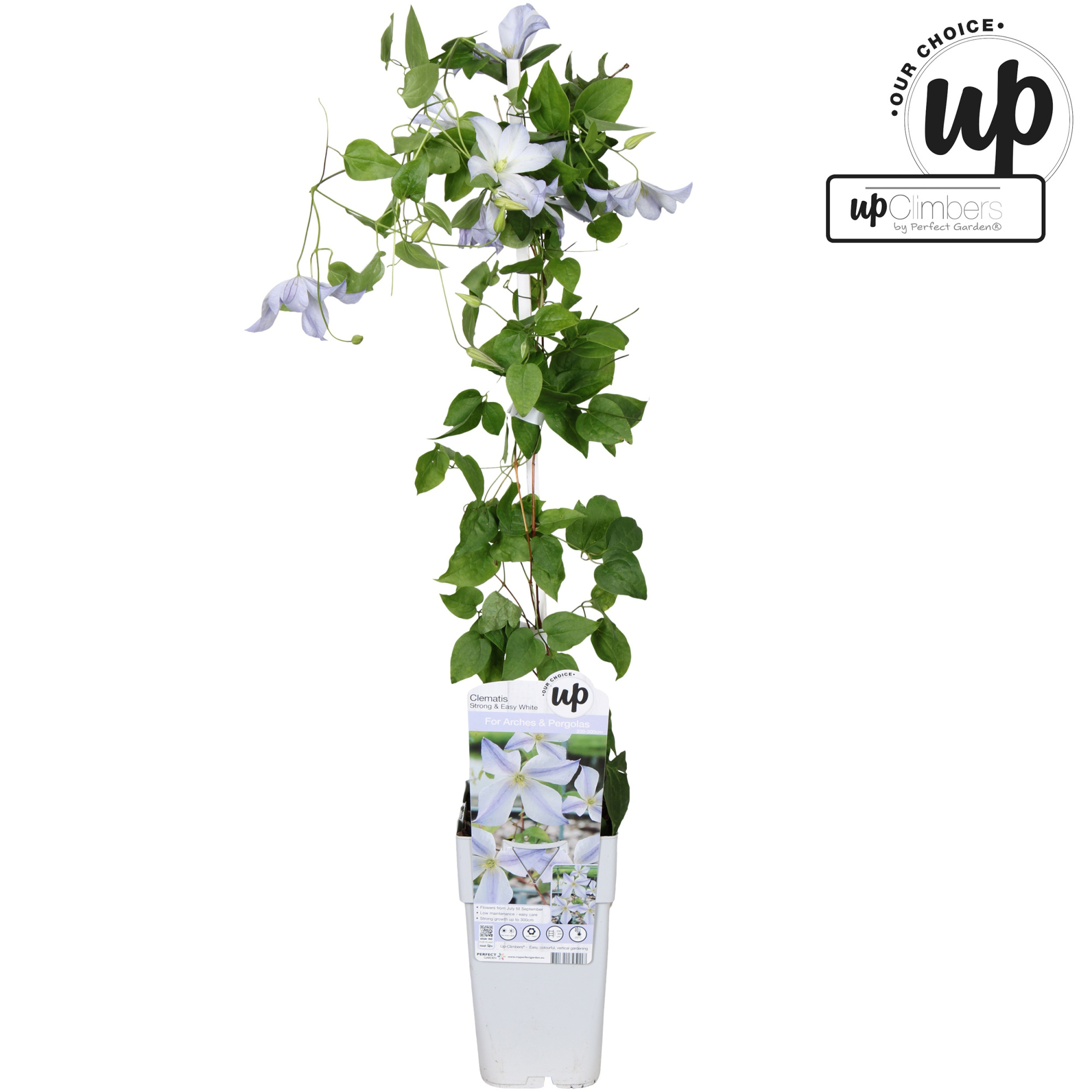 Clematis Strong and Easy White - Dutch Sky P15, D 15 cm