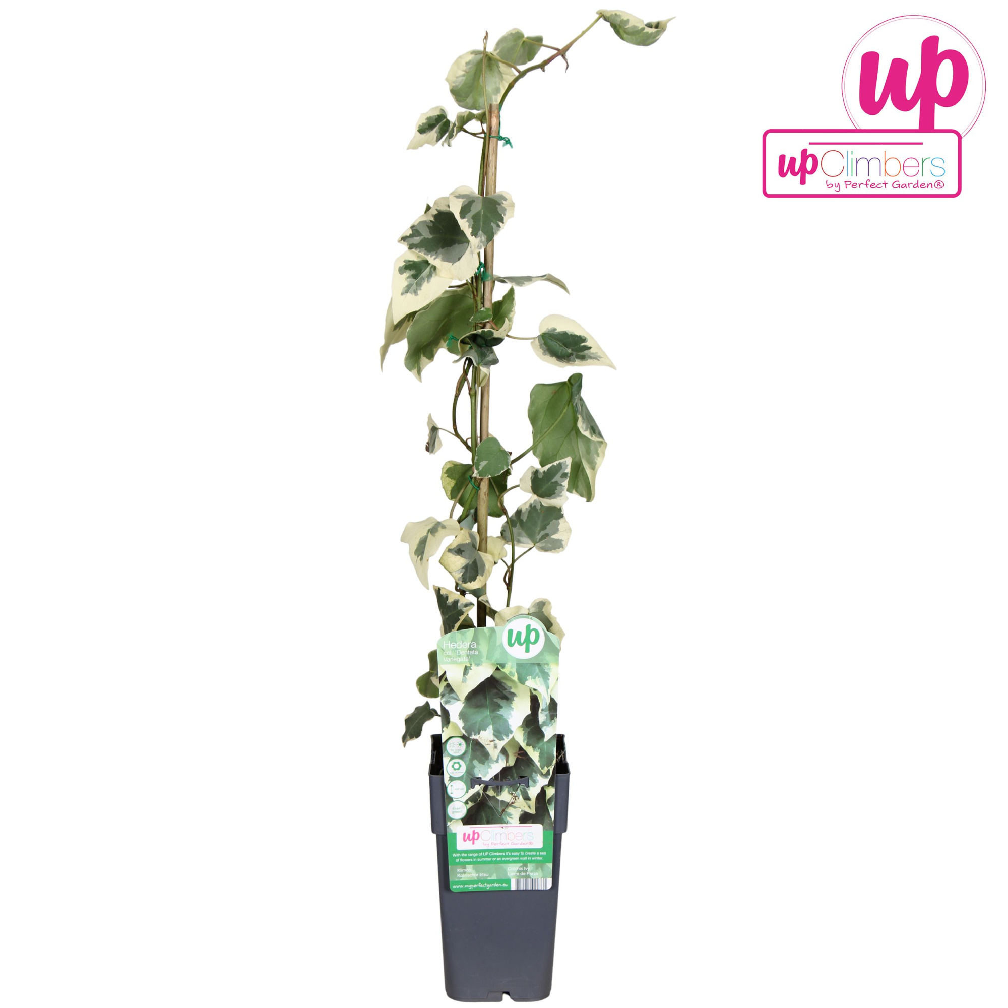 Hedera colchica Dentata Variegata P15, D 15 cm