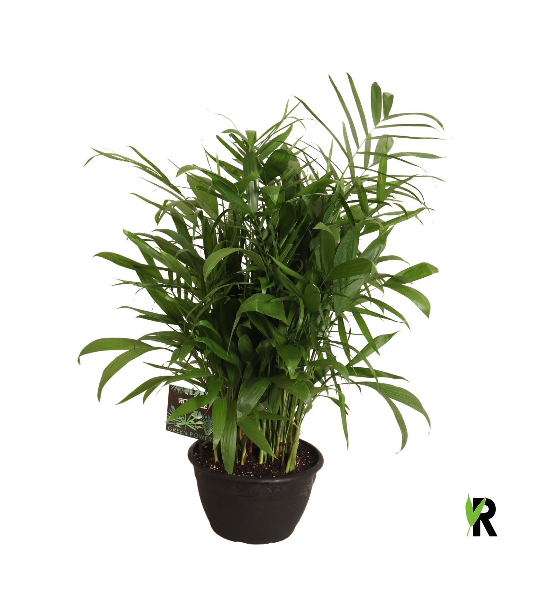 Chamaedorea Seifrizii toef in sierpot, D 30 cm