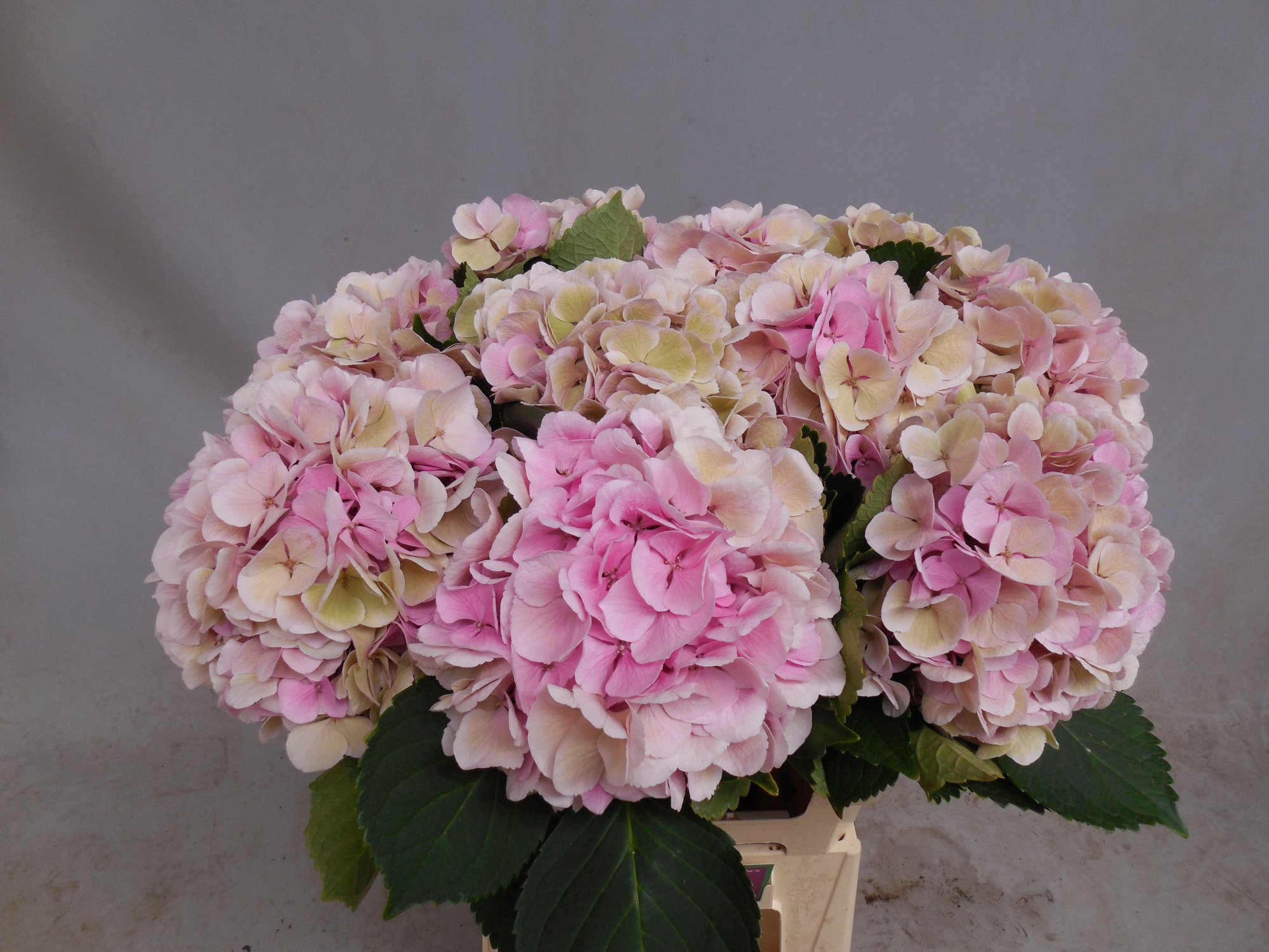 Гортензия Моника Классик 60, шт.