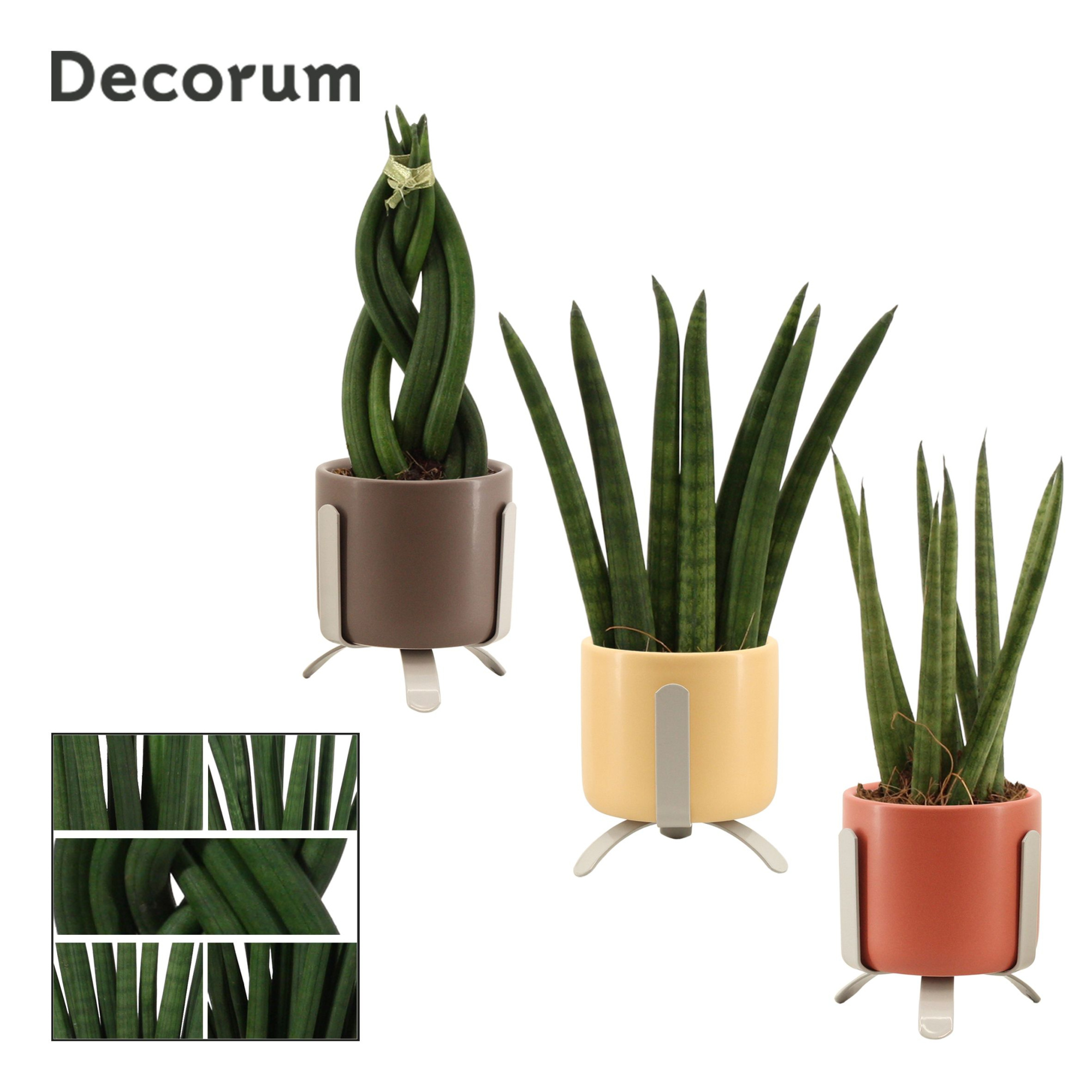 Sansevieria Cylindrica 6 cm Mix in Luca (Nature Love-collection), D 6