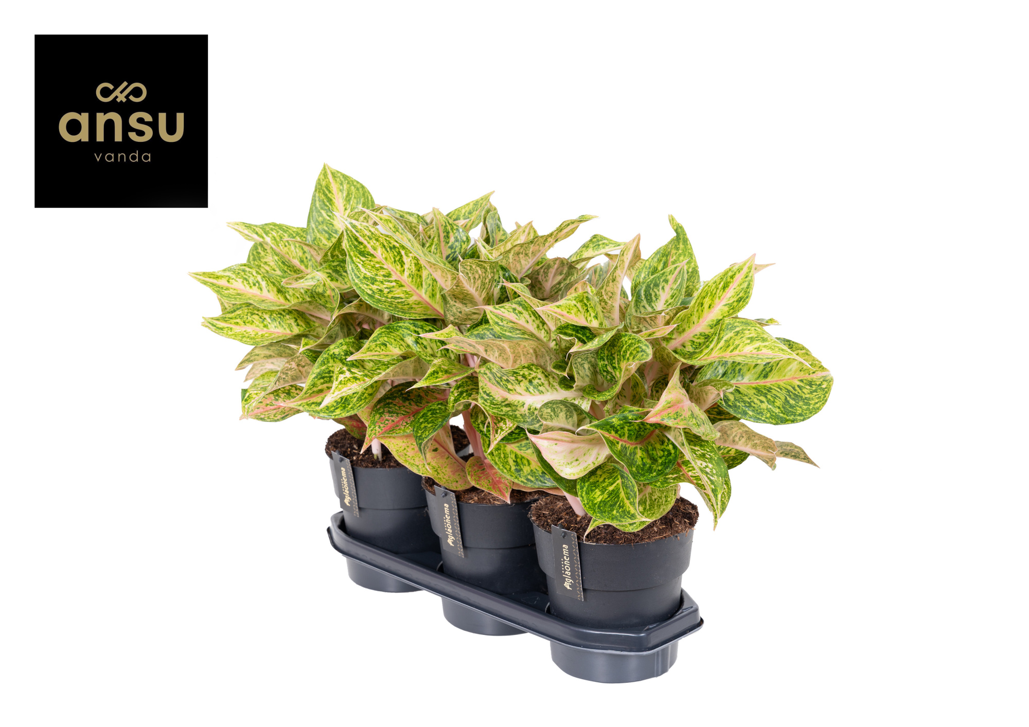 Aglaonema Pomegranate Tea, D 19 cm