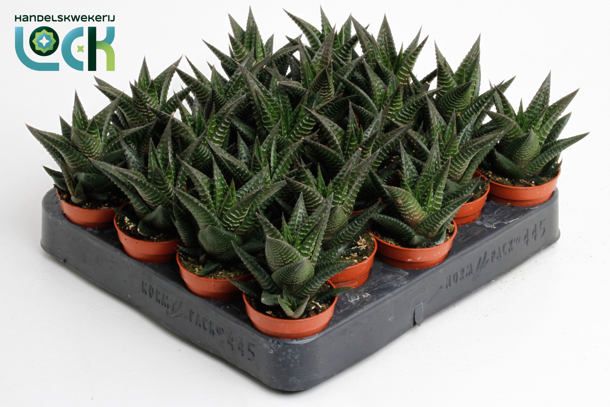 Haworthia Limifolia, D 5,5