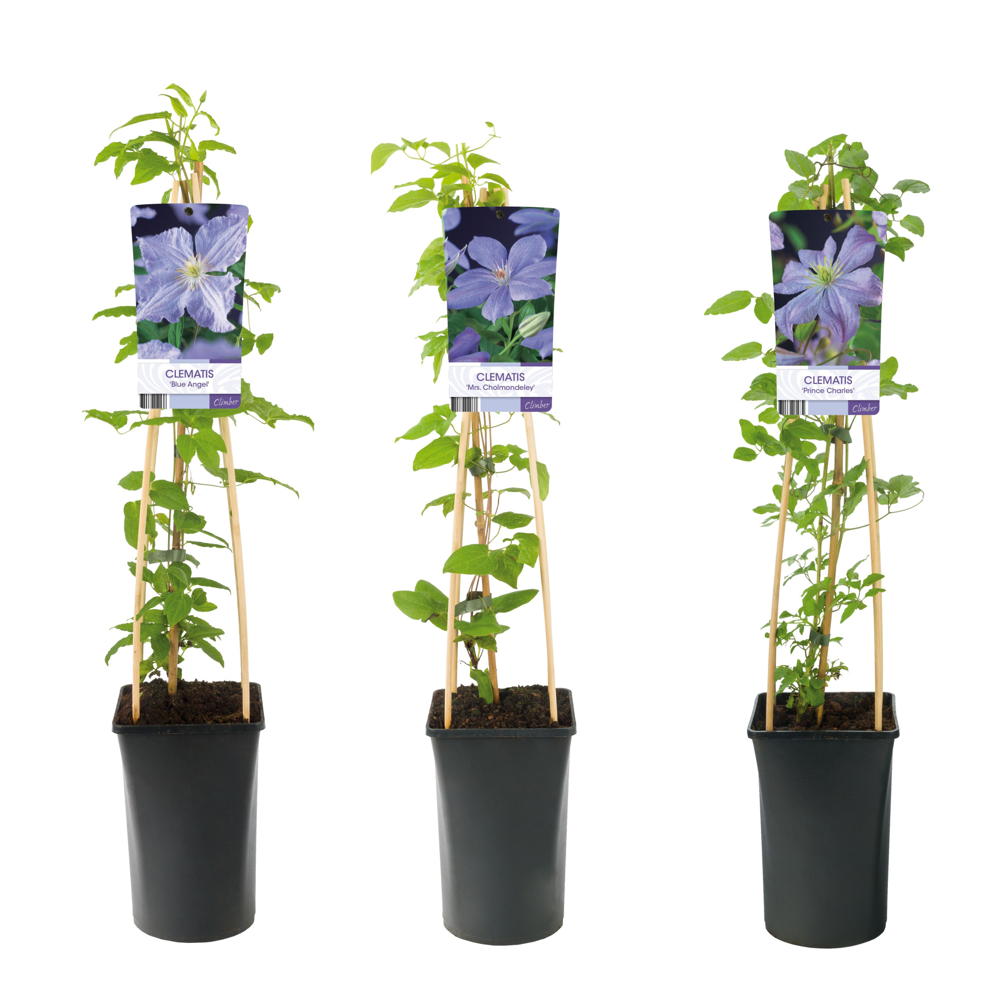 Mixtray Clematis large-flowered light blue +light label, D 17 cm